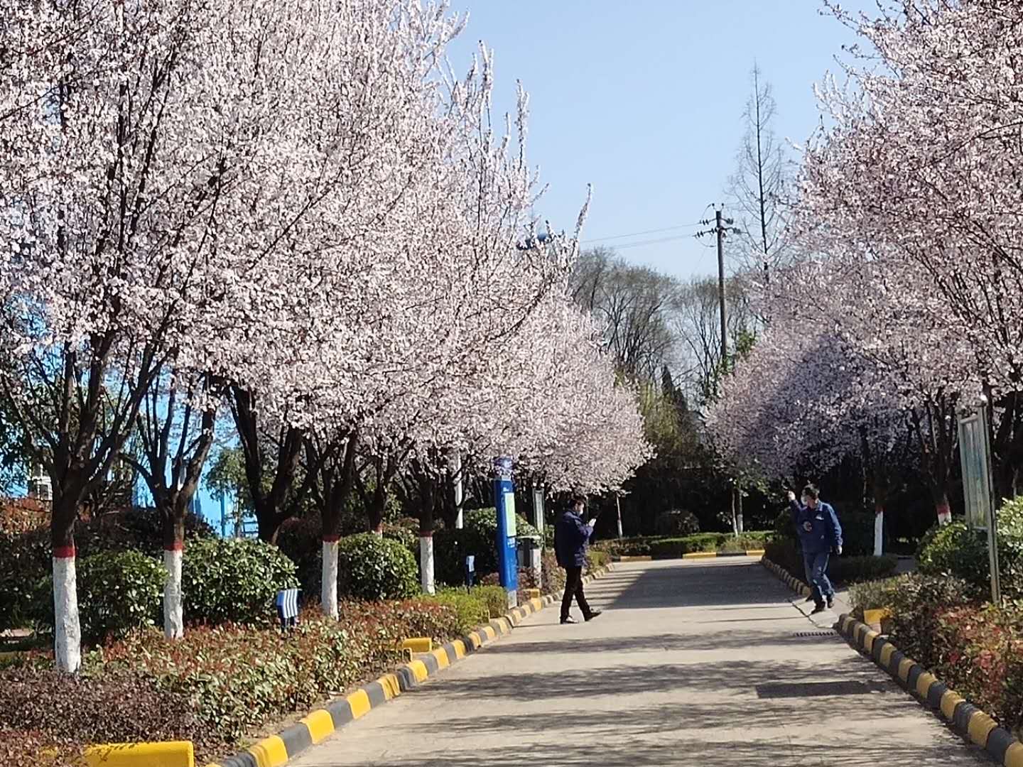 【钢城文苑】汉钢的春天,一期一会 【钢城文苑】汉钢的春天,一期一会