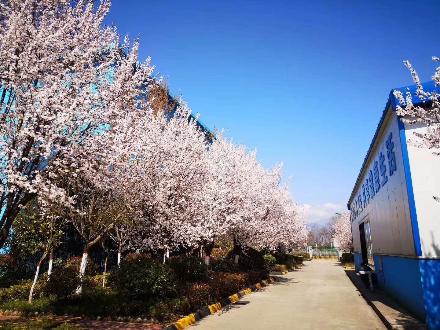 【钢城文苑】汉钢的春天,一期一会 【钢城文苑】汉钢的春天,一期一会