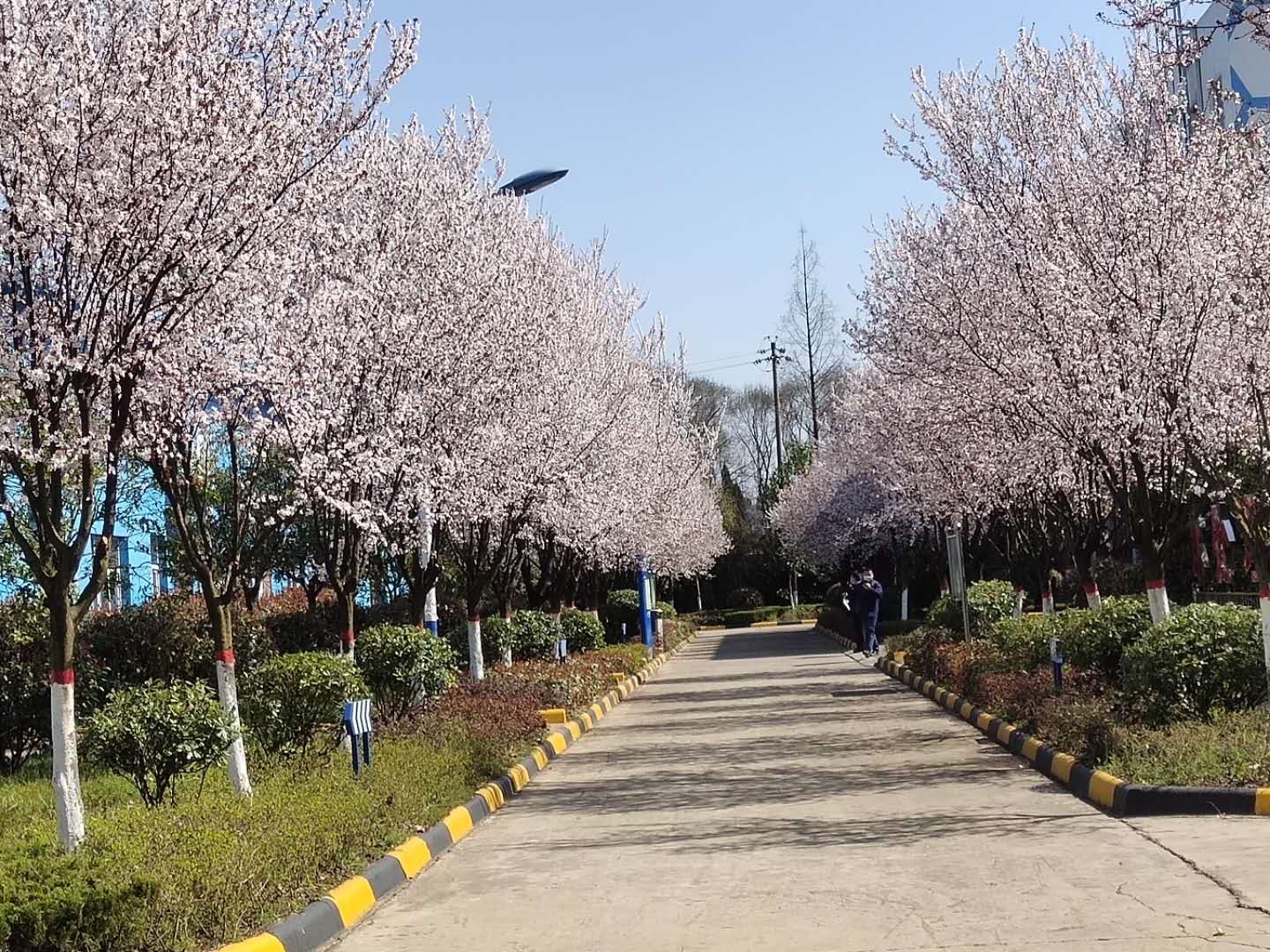 【钢城文苑】樱花,梦里与你再相见 【钢城文苑】樱花,梦里与你再相见