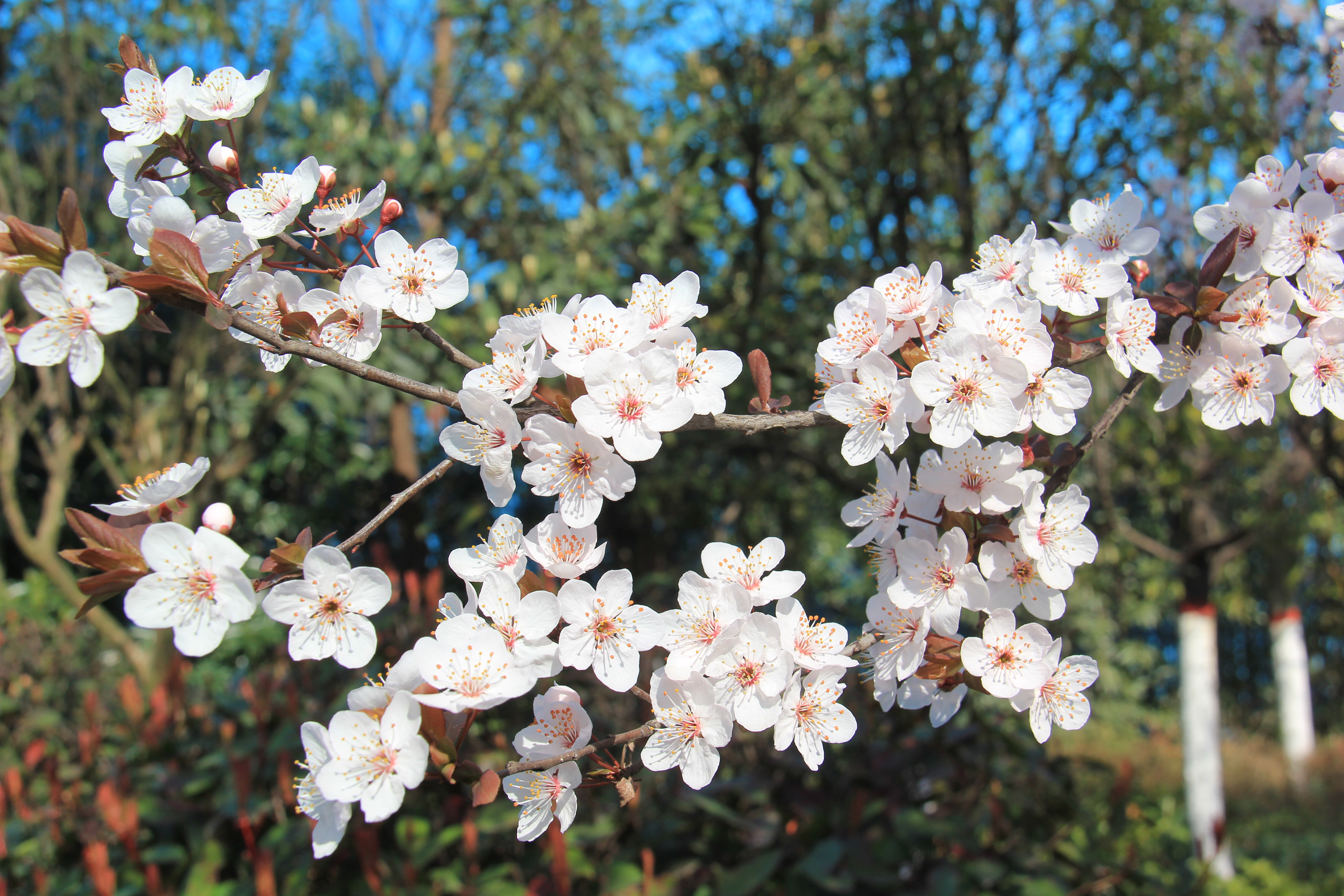【美丽汉钢】春花春草春意浓  钢城三月春如画