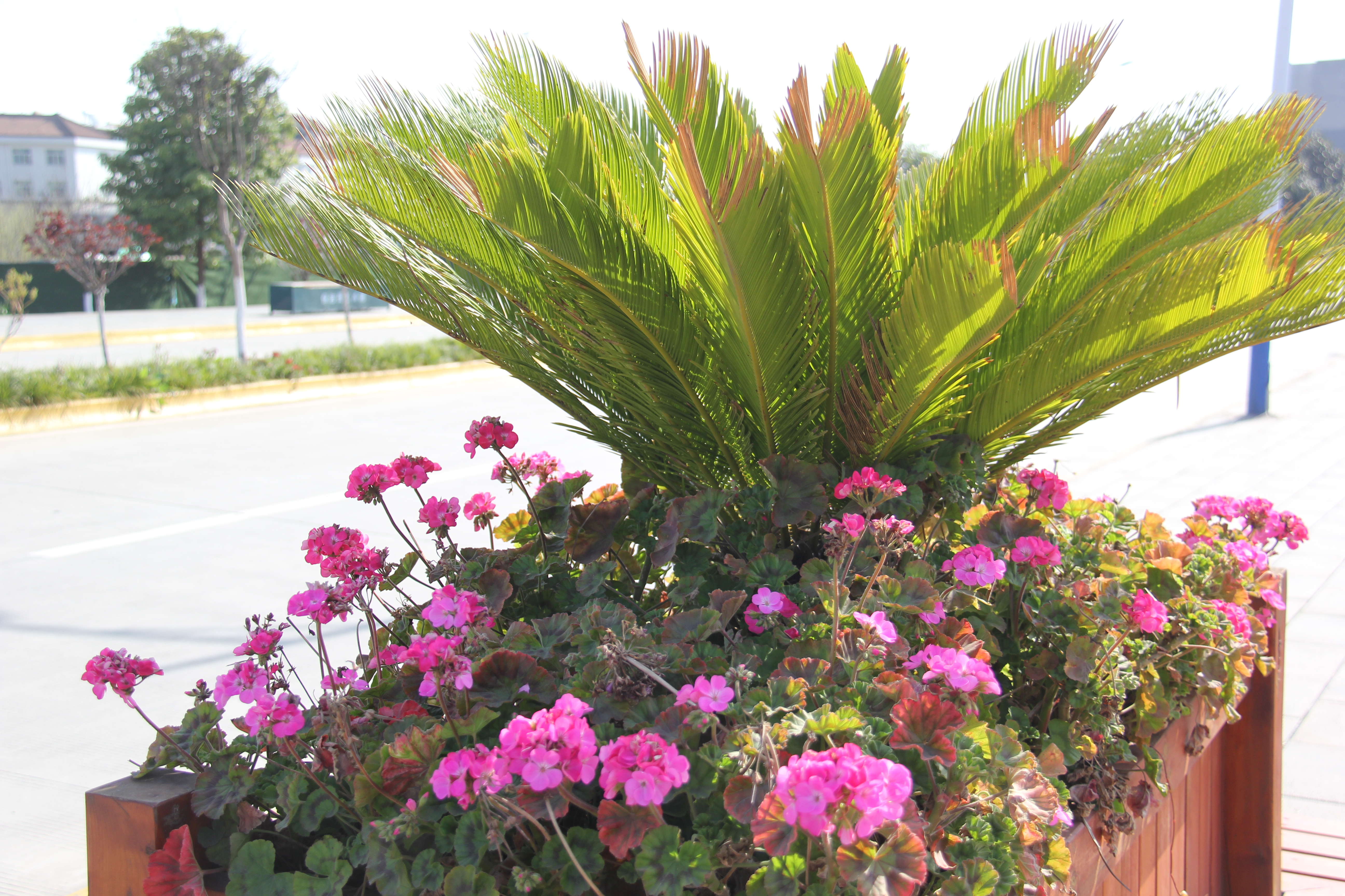 【美丽汉钢】春花春草春意浓  钢城三月春如画