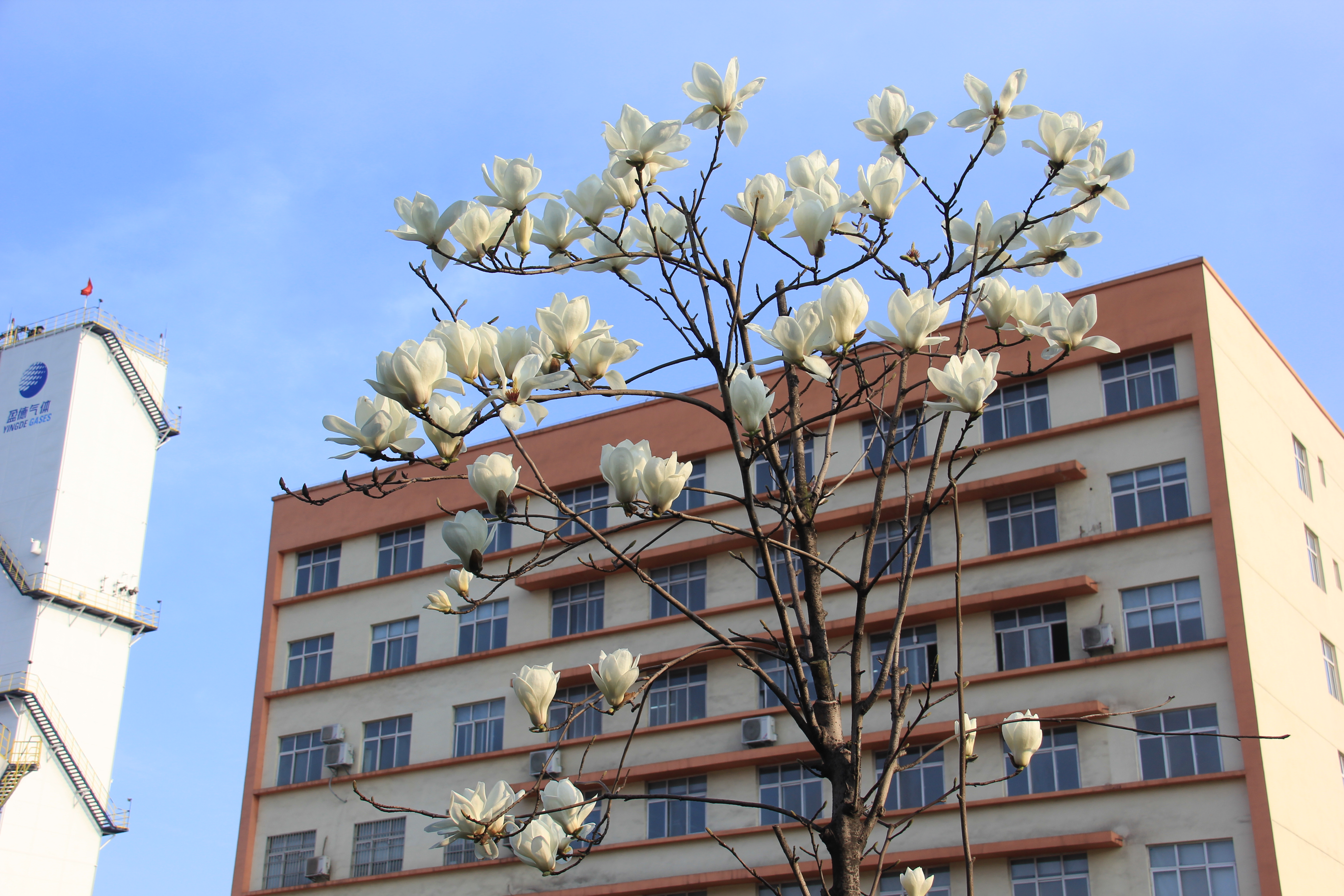 【美丽汉钢】春花春草春意浓  钢城三月春如画