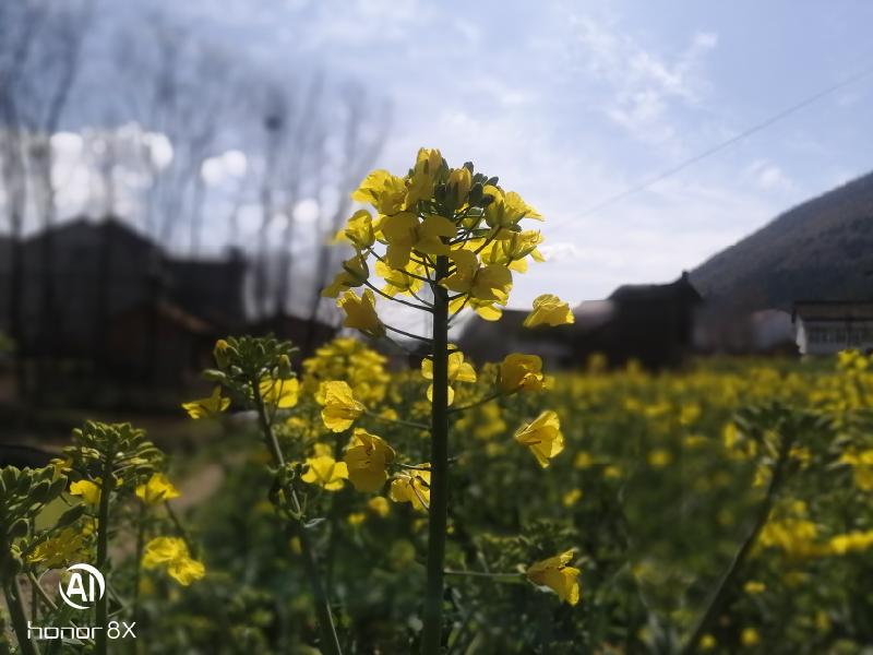 【钢城文苑】春暖花开 【钢城文苑】春暖花开