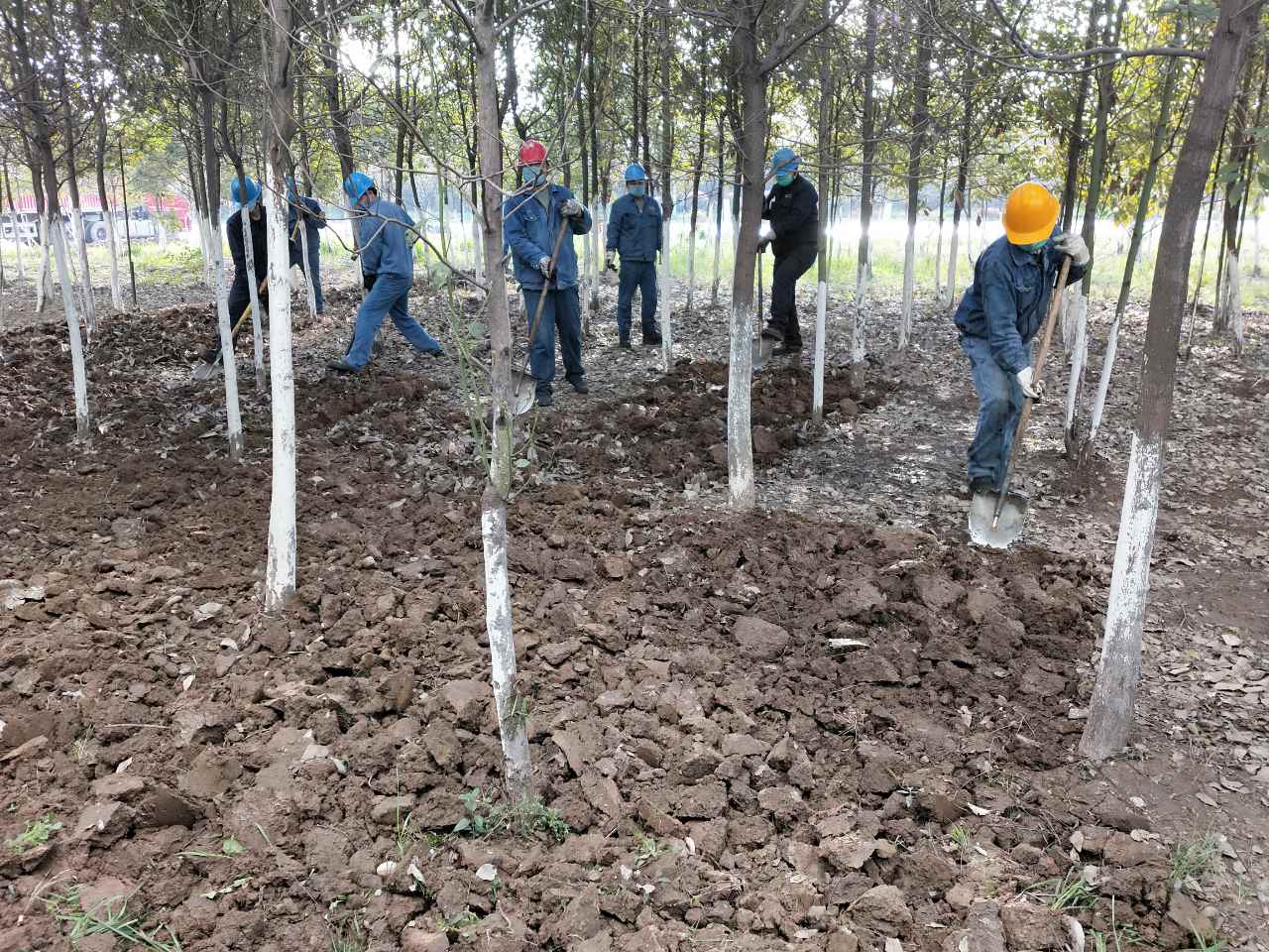 【美丽汉钢】公司春季绿化美化工作开展如火如荼