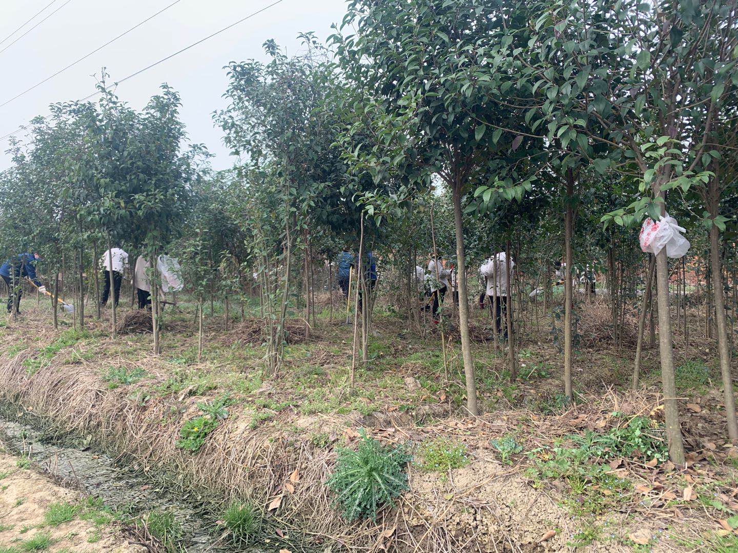 【美丽汉钢】公司春季绿化美化工作开展如火如荼 【美丽汉钢】公司春季绿化美化工作开展如火如荼