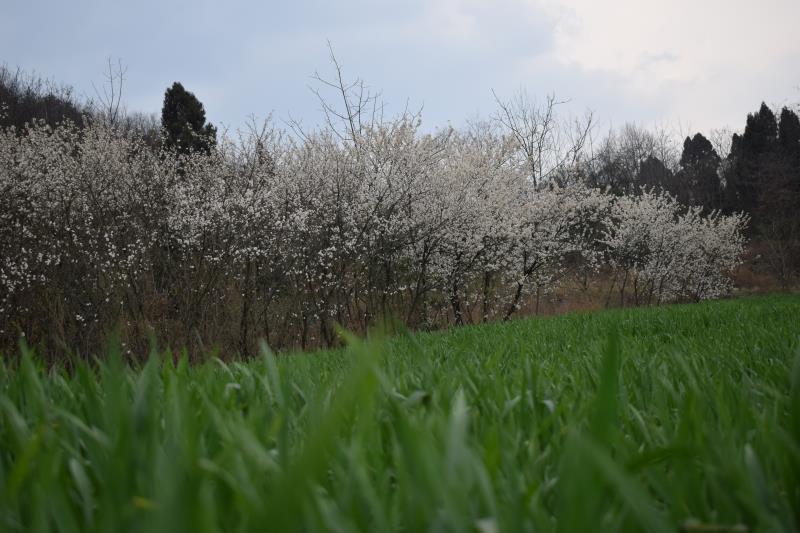 【钢城文苑】忆踏青