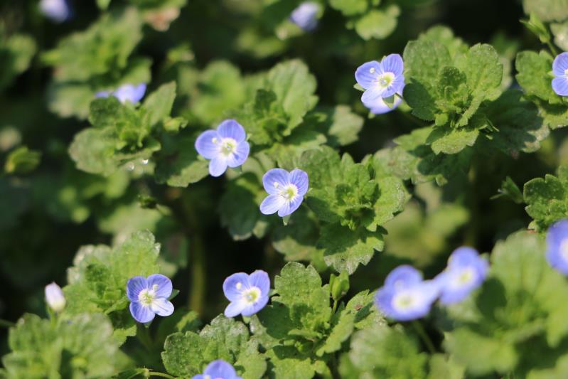 【钢城文苑】忆踏青