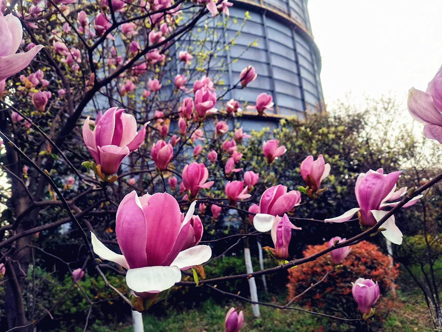 【美丽汉钢】汉钢踏春赏花图鉴 【美丽汉钢】汉钢踏春赏花图鉴