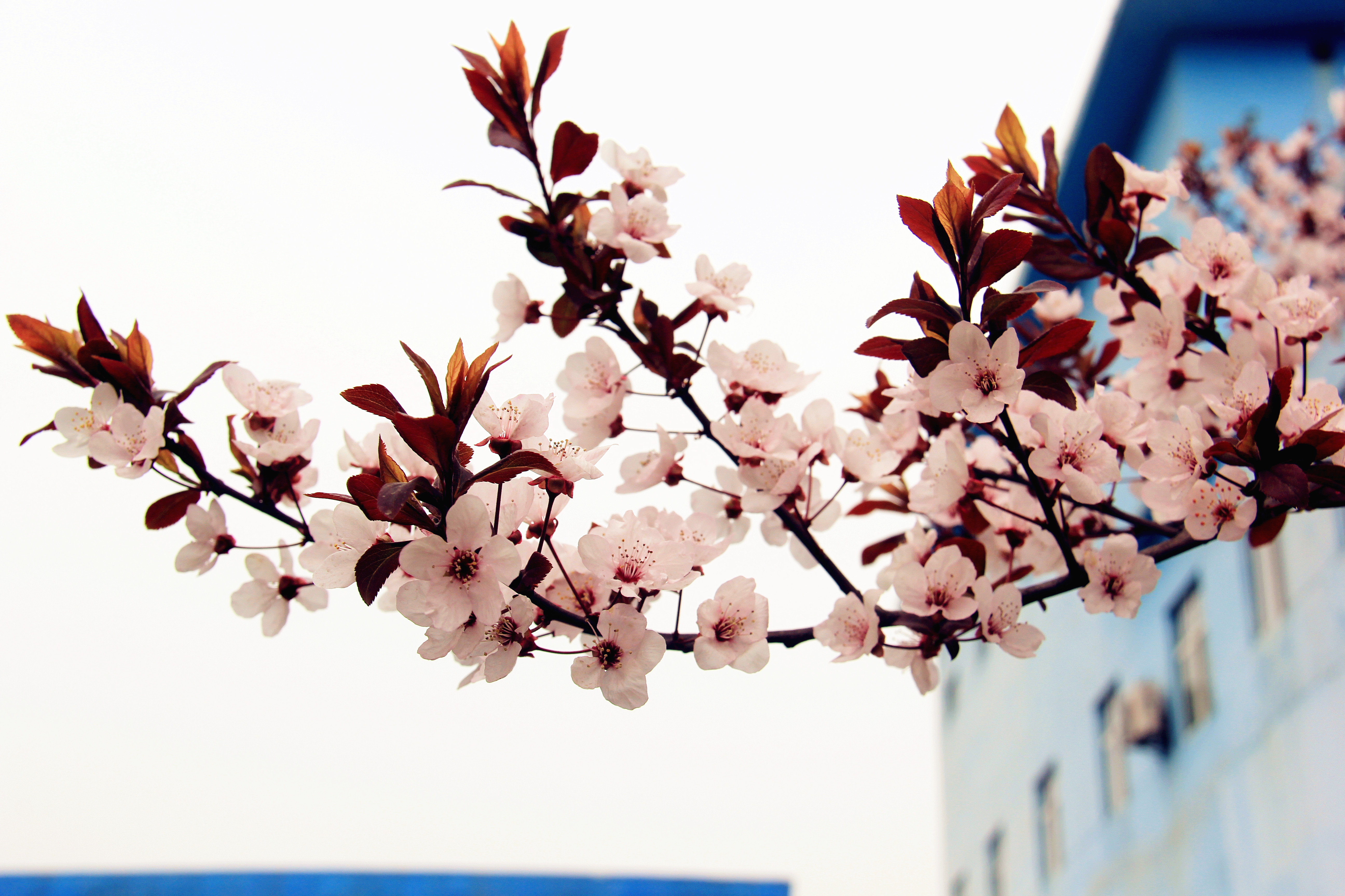 【美丽汉钢】汉钢踏春赏花图鉴