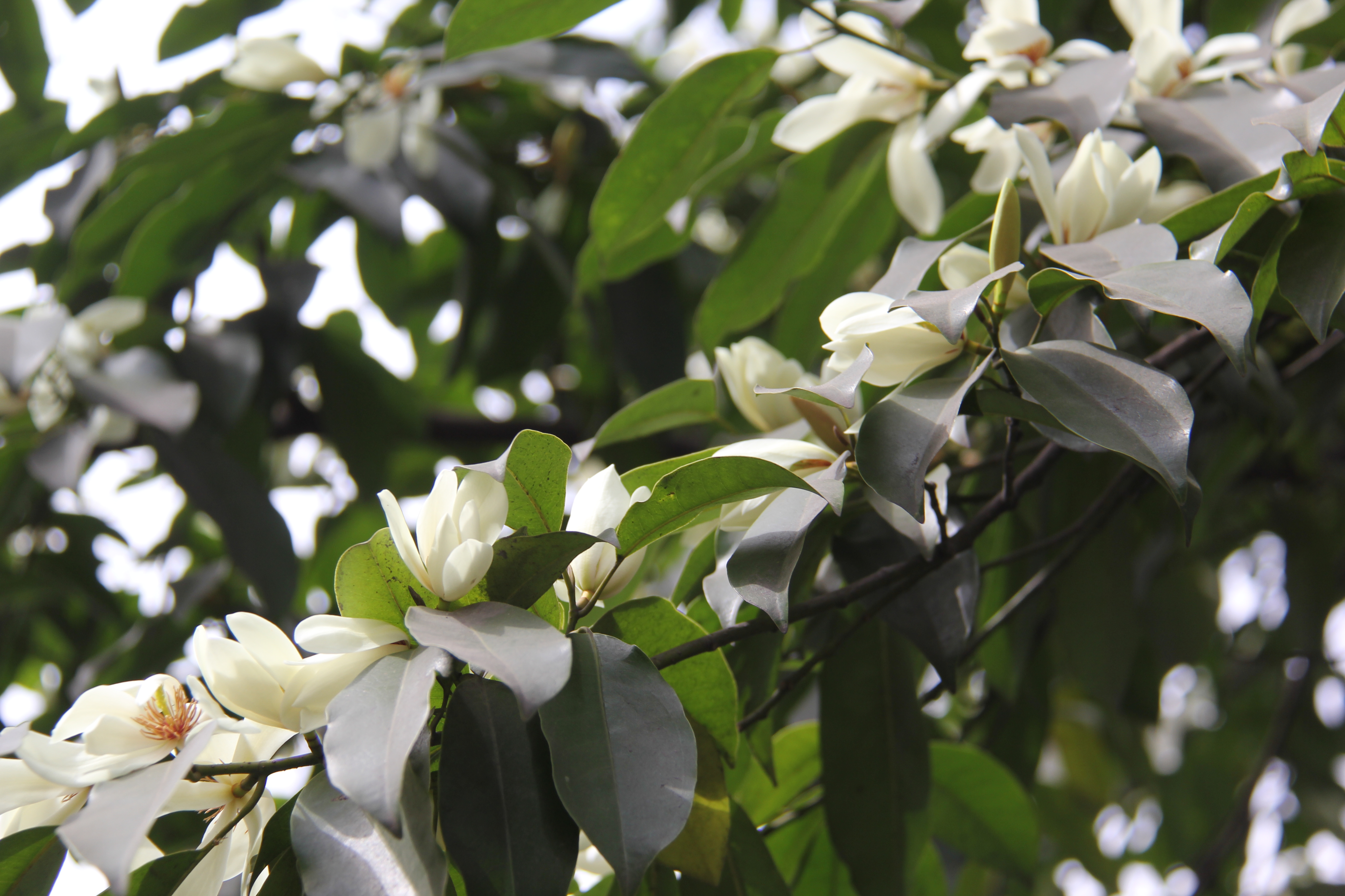 【美丽汉钢】汉钢踏春赏花图鉴 【美丽汉钢】汉钢踏春赏花图鉴