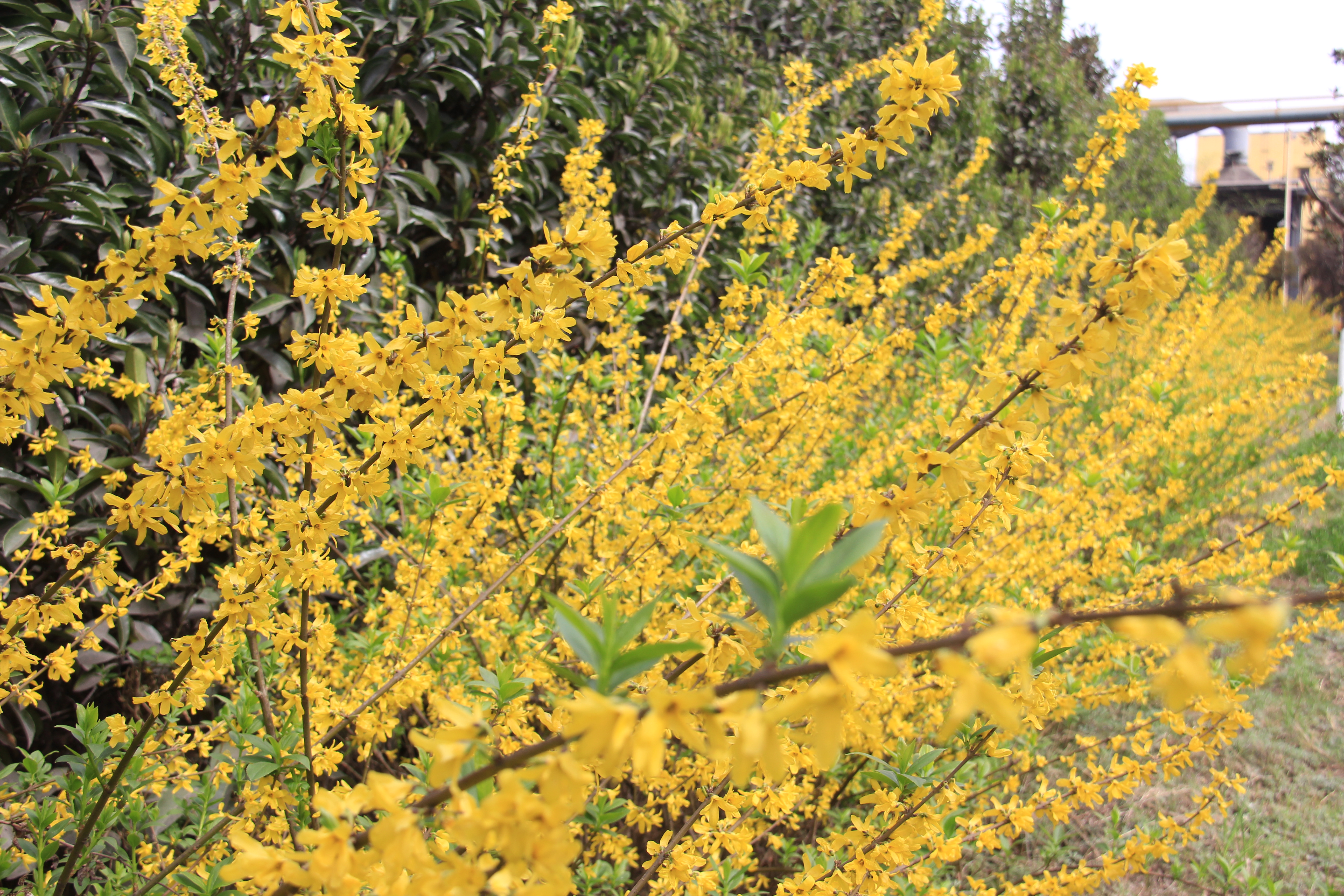 【美丽汉钢】汉钢踏春赏花图鉴 【美丽汉钢】汉钢踏春赏花图鉴