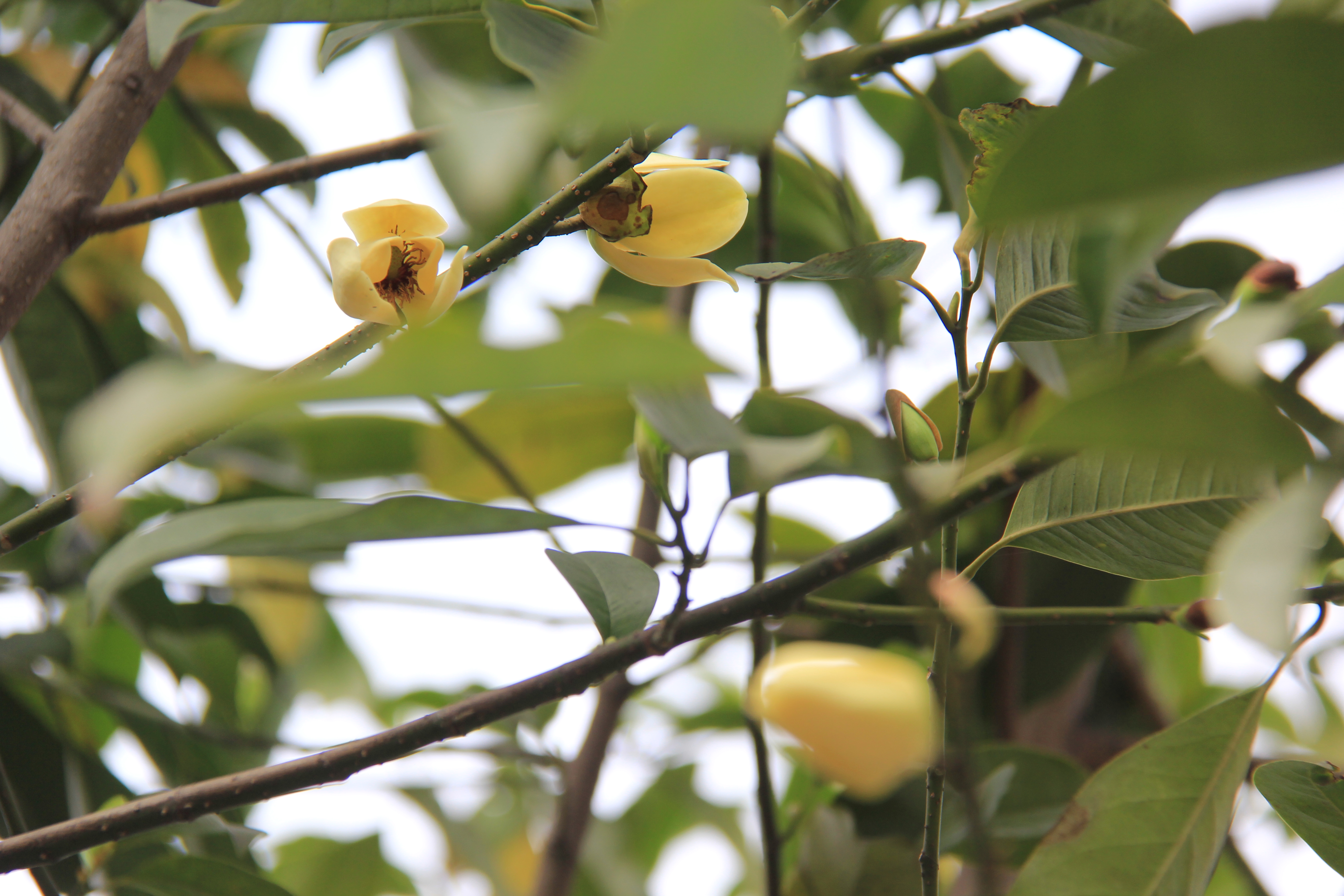 【美丽汉钢】汉钢踏春赏花图鉴 【美丽汉钢】汉钢踏春赏花图鉴