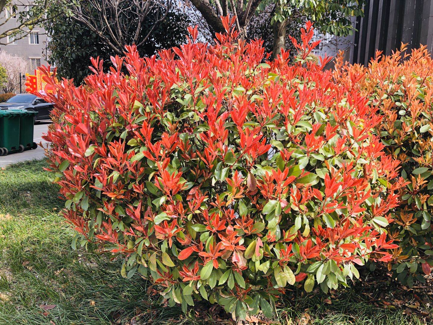 【美丽汉钢】汉钢踏春赏花图鉴 【美丽汉钢】汉钢踏春赏花图鉴