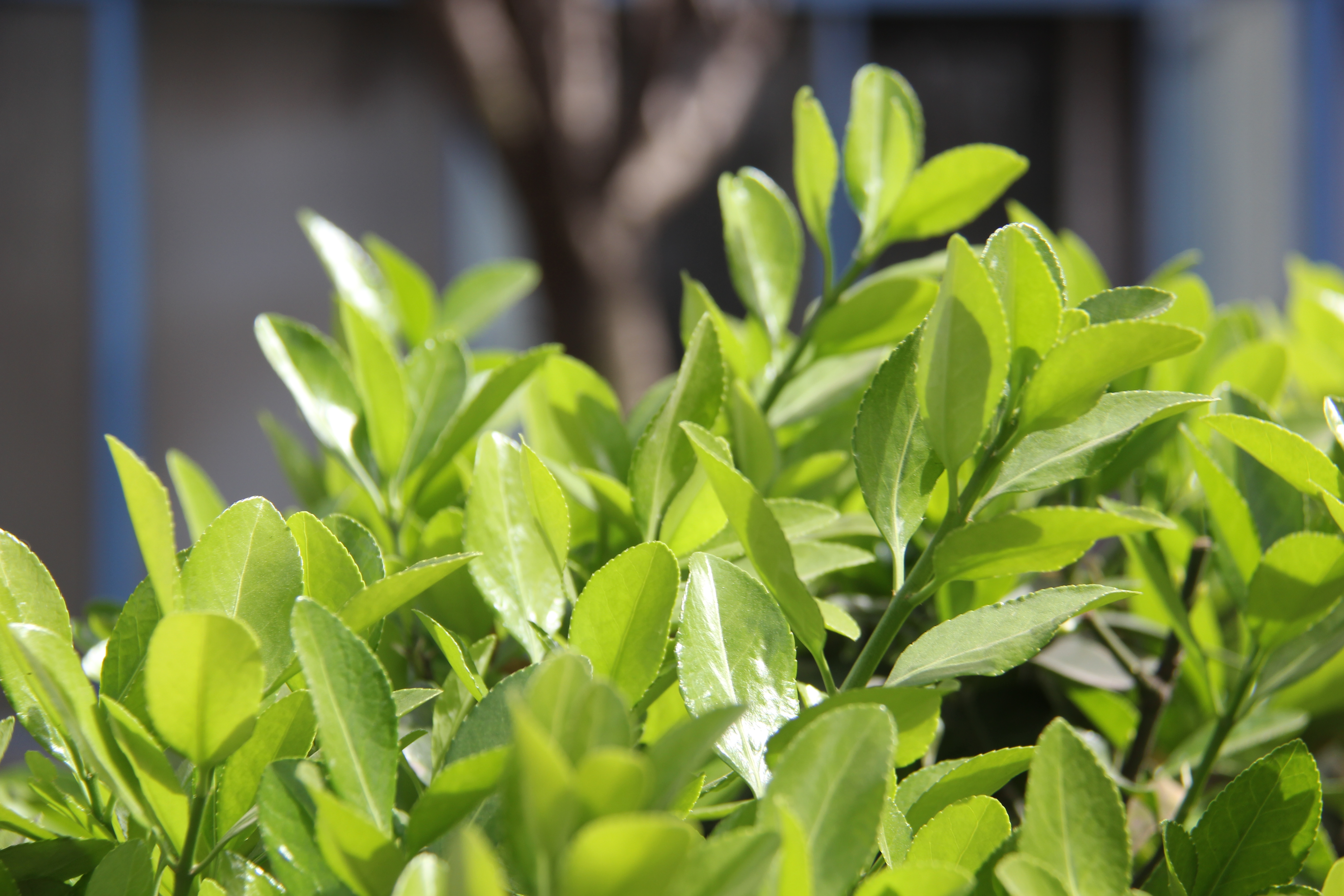 【美丽汉钢】汉钢踏春赏花图鉴 【美丽汉钢】汉钢踏春赏花图鉴