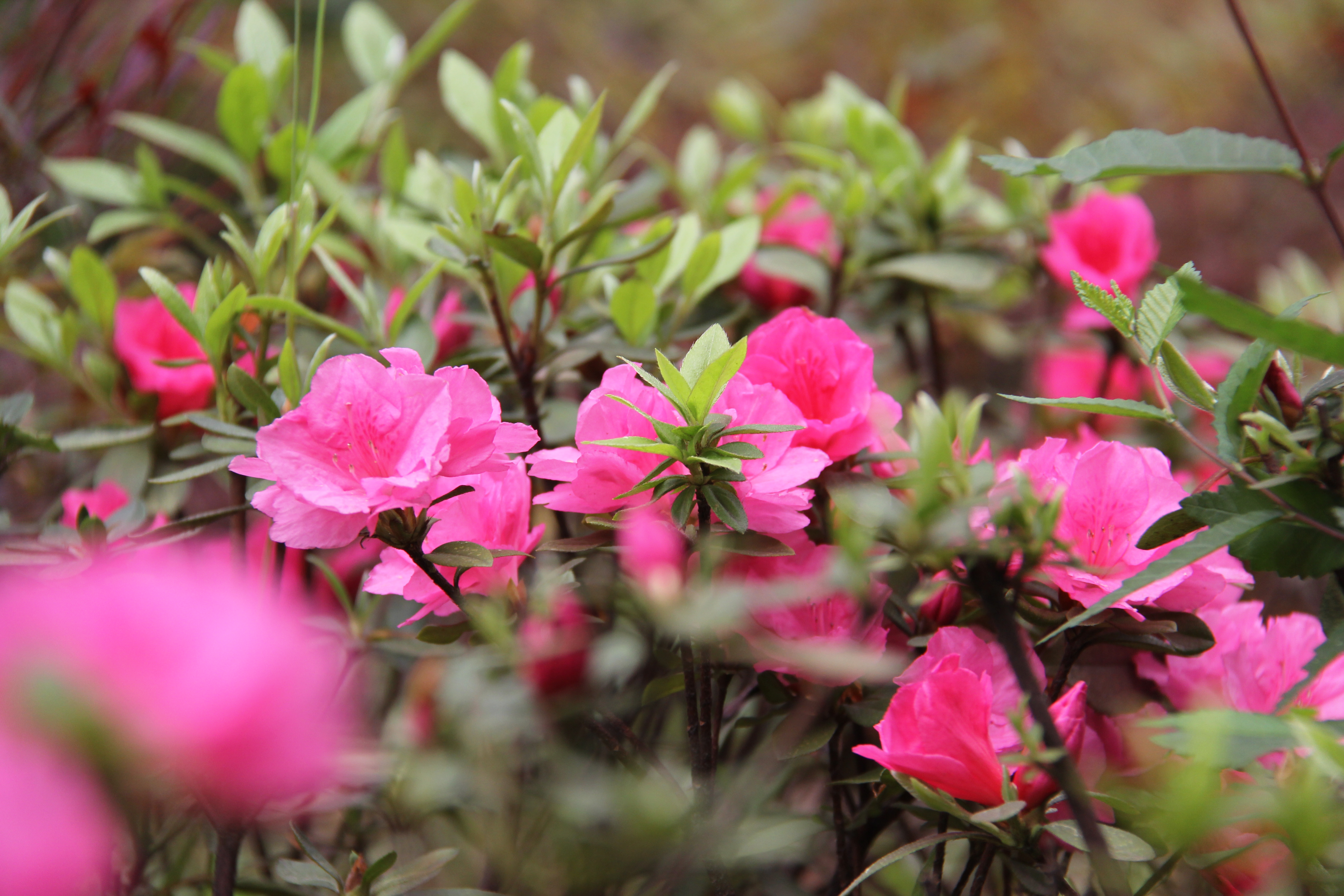 【美丽汉钢】汉钢踏春赏花图鉴