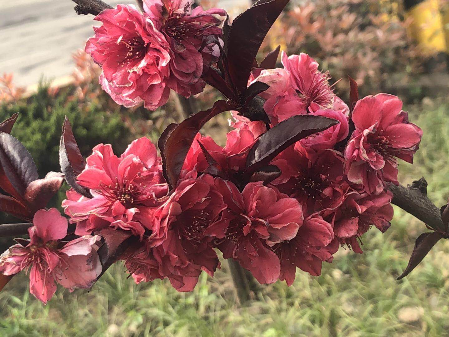 【美丽汉钢】汉钢踏春赏花图鉴 【美丽汉钢】汉钢踏春赏花图鉴