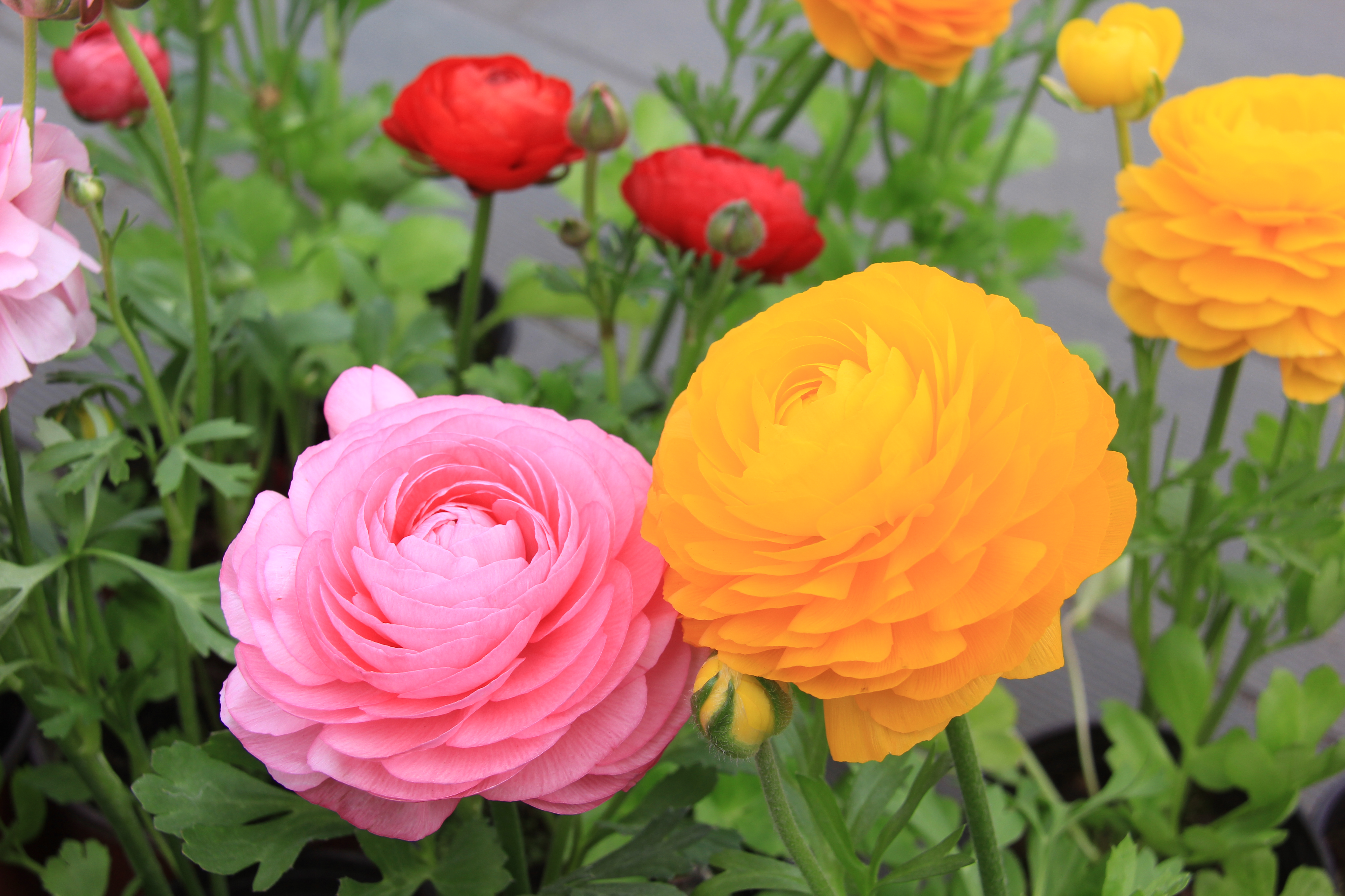 【美丽汉钢】汉钢踏春赏花图鉴 【美丽汉钢】汉钢踏春赏花图鉴