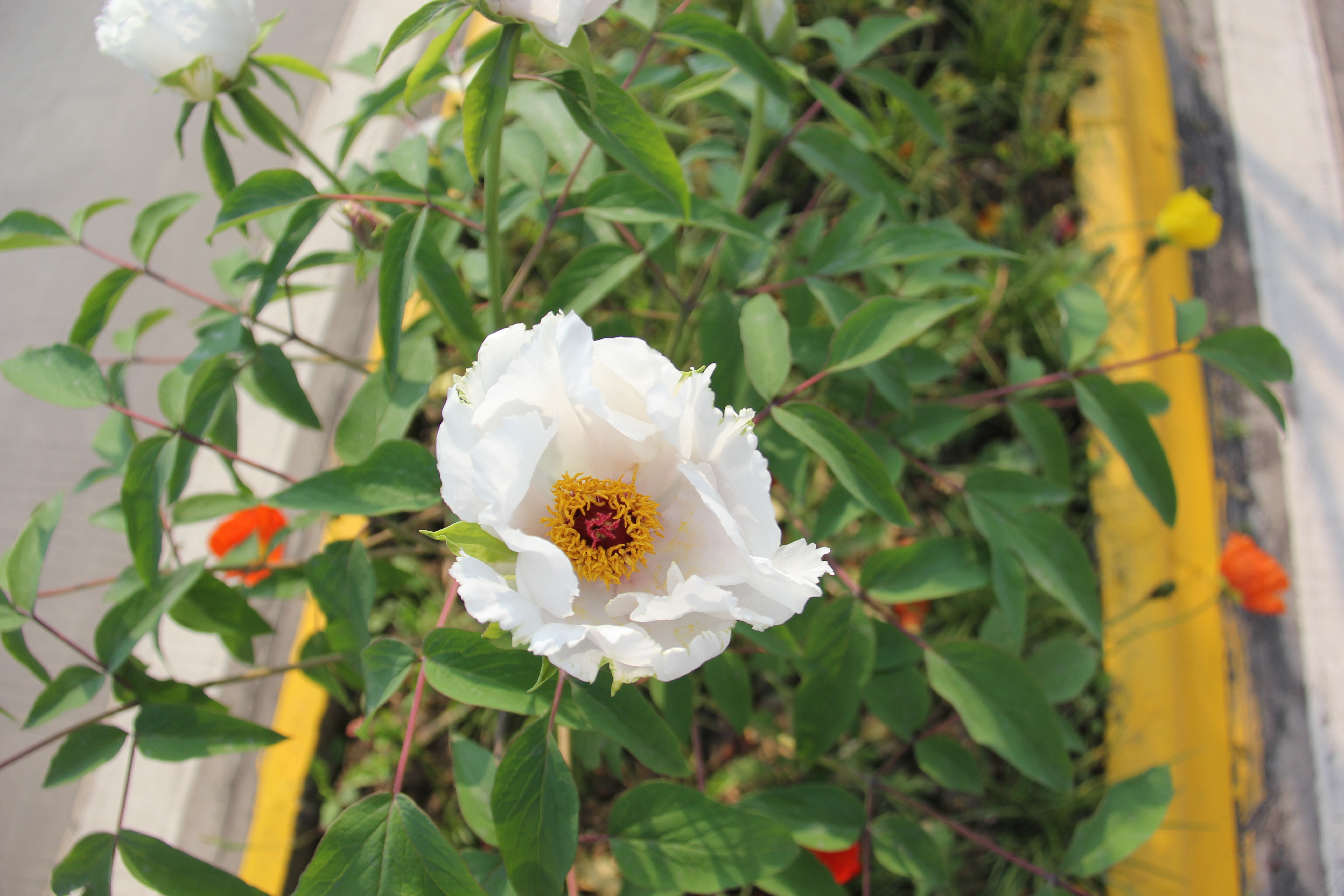 【美丽汉钢】汉钢踏春赏花图鉴