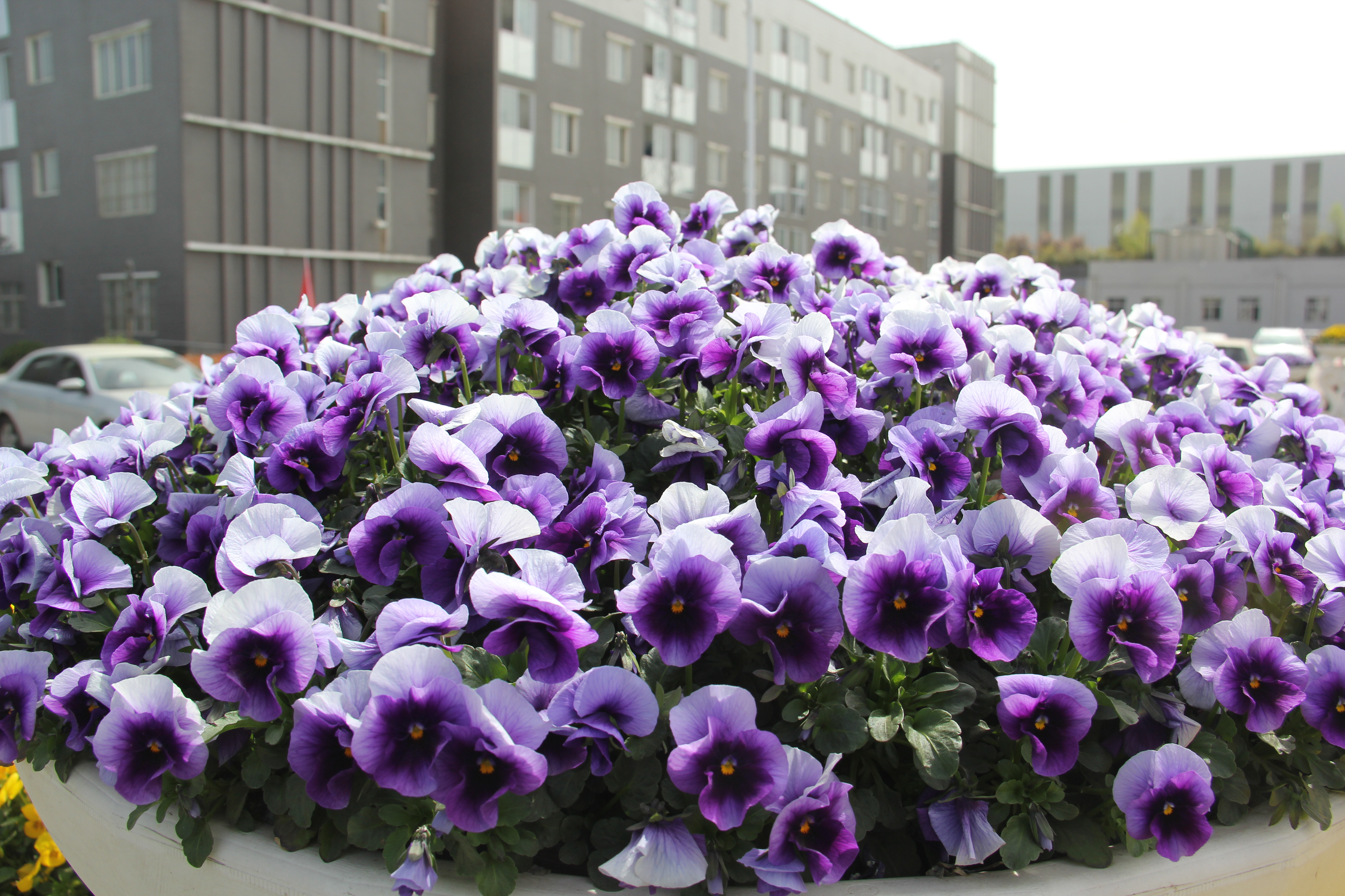 【美丽汉钢】汉钢踏春赏花图鉴 【美丽汉钢】汉钢踏春赏花图鉴