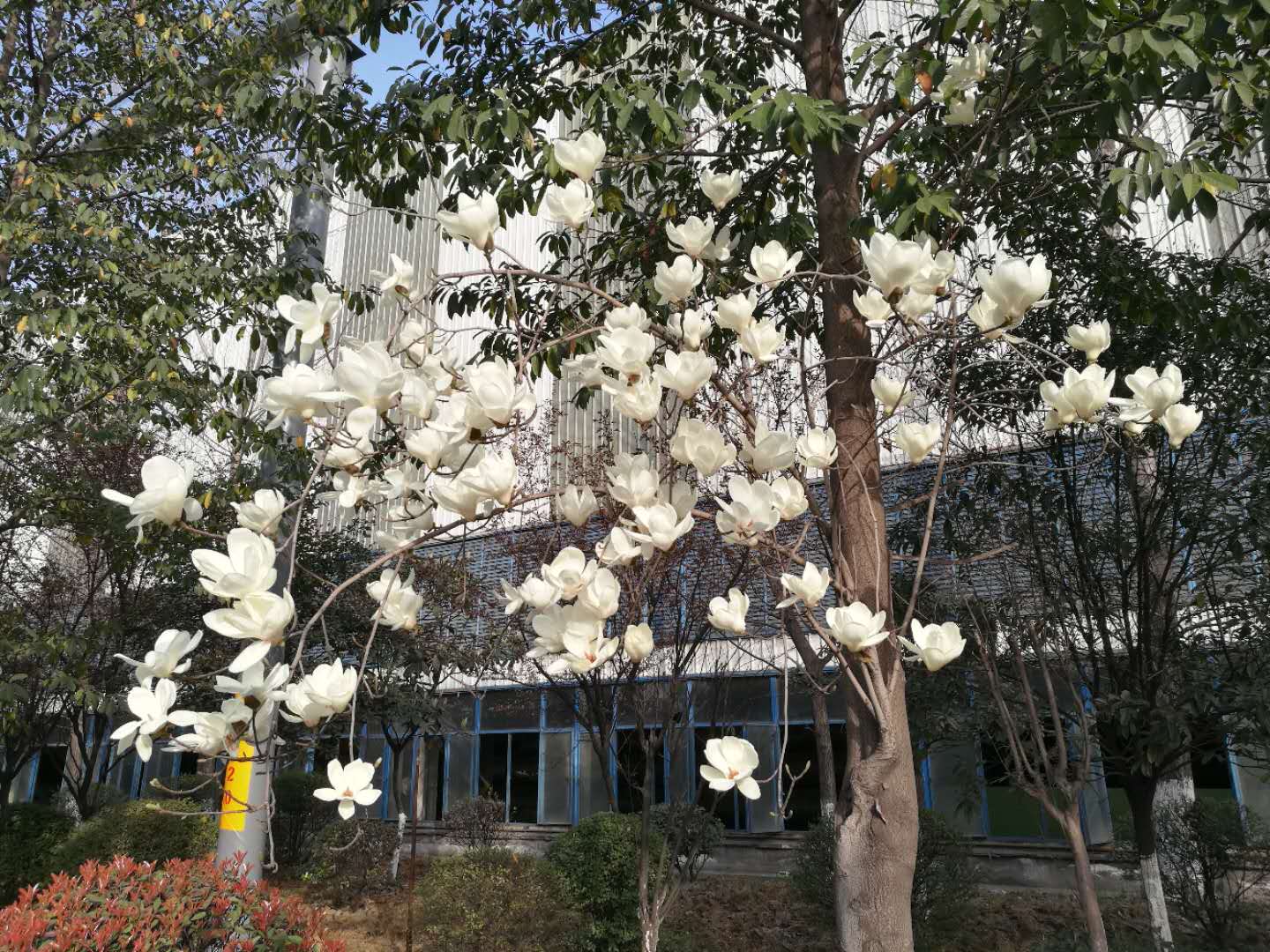 【美丽汉钢】汉钢踏春赏花图鉴 【美丽汉钢】汉钢踏春赏花图鉴