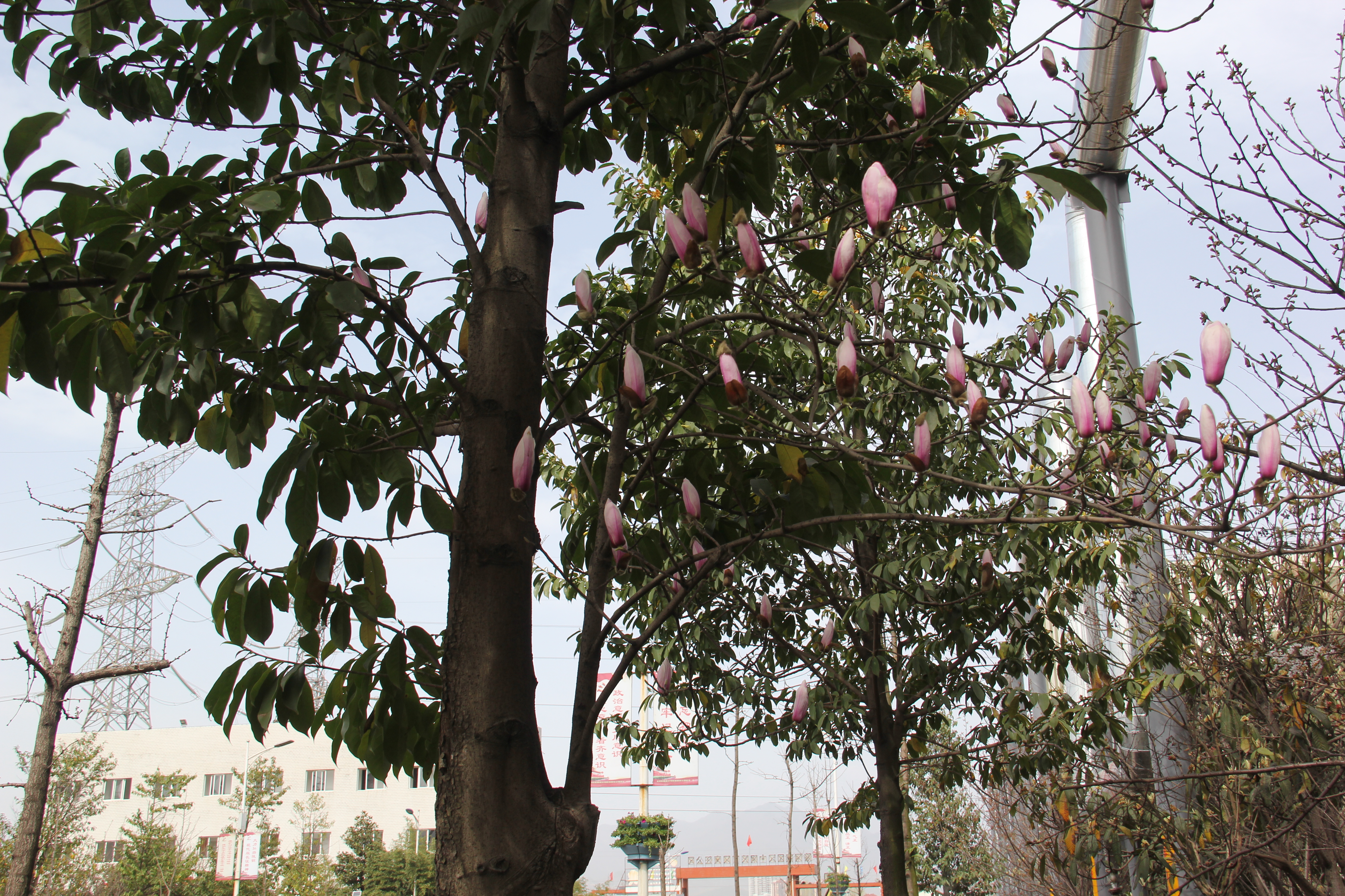 【美丽汉钢】汉钢踏春赏花图鉴 【美丽汉钢】汉钢踏春赏花图鉴