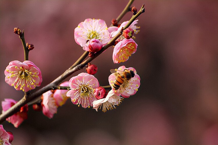 【钢城文苑】有一种美,叫诗词里的三月 【钢城文苑】有一种美,叫诗词里的三月
