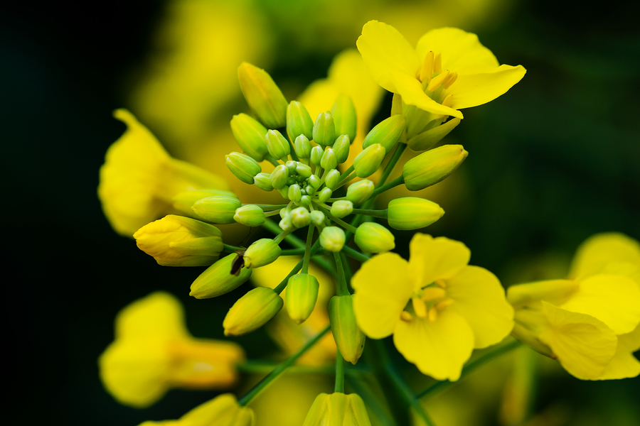 【钢城文苑】再看菜花黄 【钢城文苑】再看菜花黄