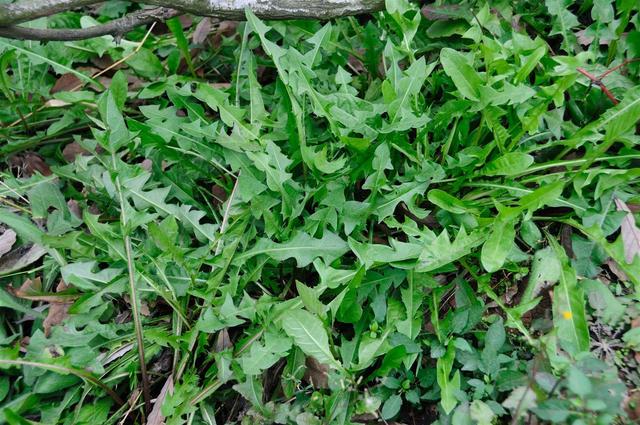 【钢城文苑】我的荠菜情 【钢城文苑】我的荠菜情