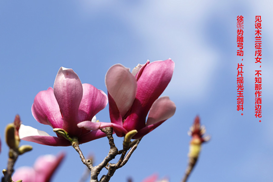 【钢城文苑】春 【钢城文苑】春