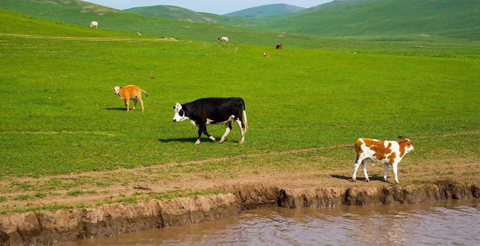 【钢城文苑】烤玉米 【钢城文苑】烤玉米