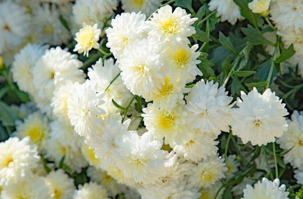 【钢城文苑】上坟 【钢城文苑】上坟