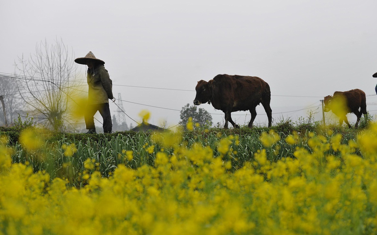 【钢城文苑】你的清明 【钢城文苑】你的清明