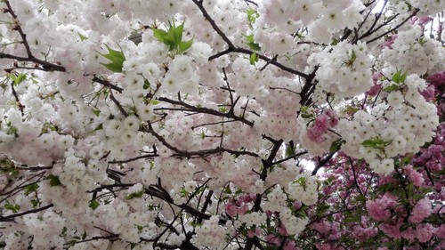 【钢城文苑】荡漾在春的日子里 【钢城文苑】荡漾在春的日子里