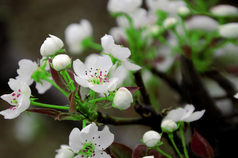 【钢城文苑】花总开在艰难的日子 【钢城文苑】花总开在艰难的日子