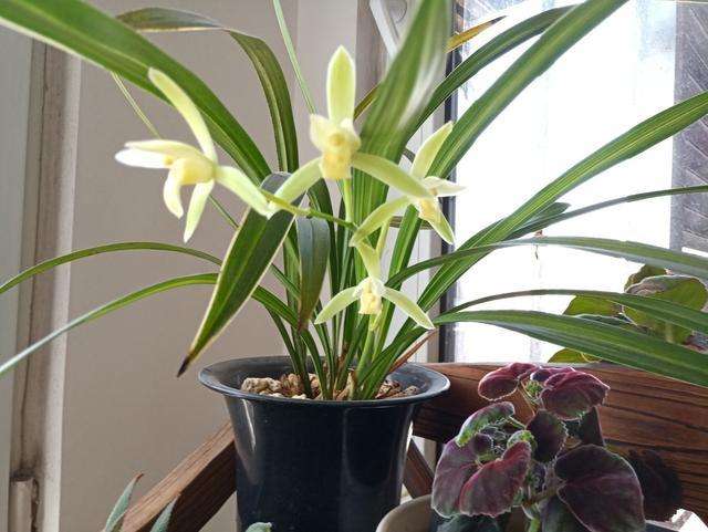 【钢城文苑】探春 【钢城文苑】探春