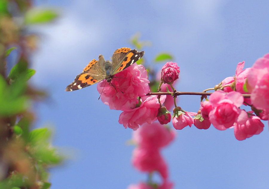 【钢城文苑】最美四月天 【钢城文苑】最美四月天