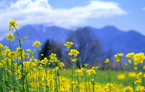 【钢城文苑】唯愿春天永存 【钢城文苑】唯愿春天永存