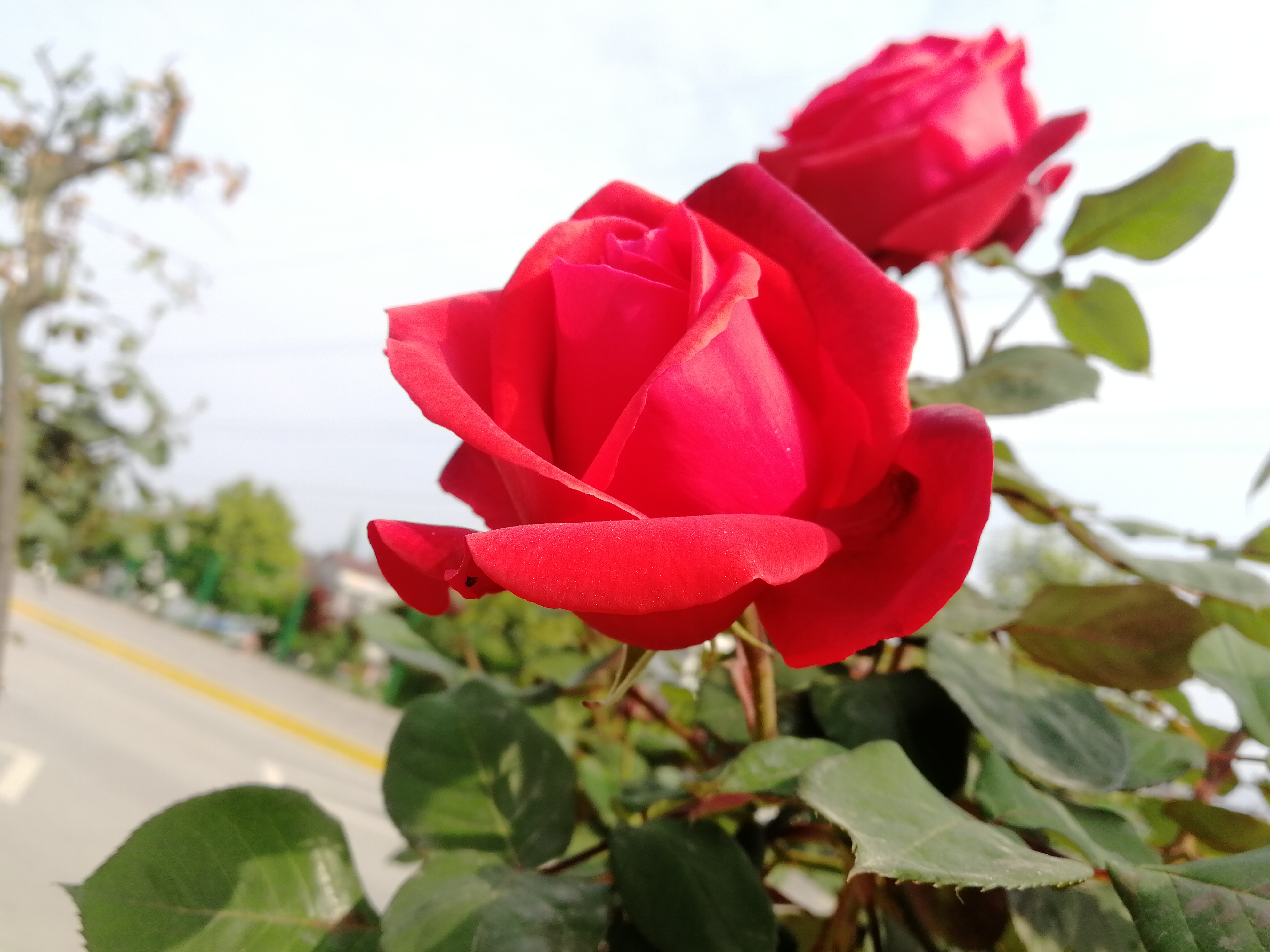 【美丽汉钢】赏高杆月季，来美丽汉钢