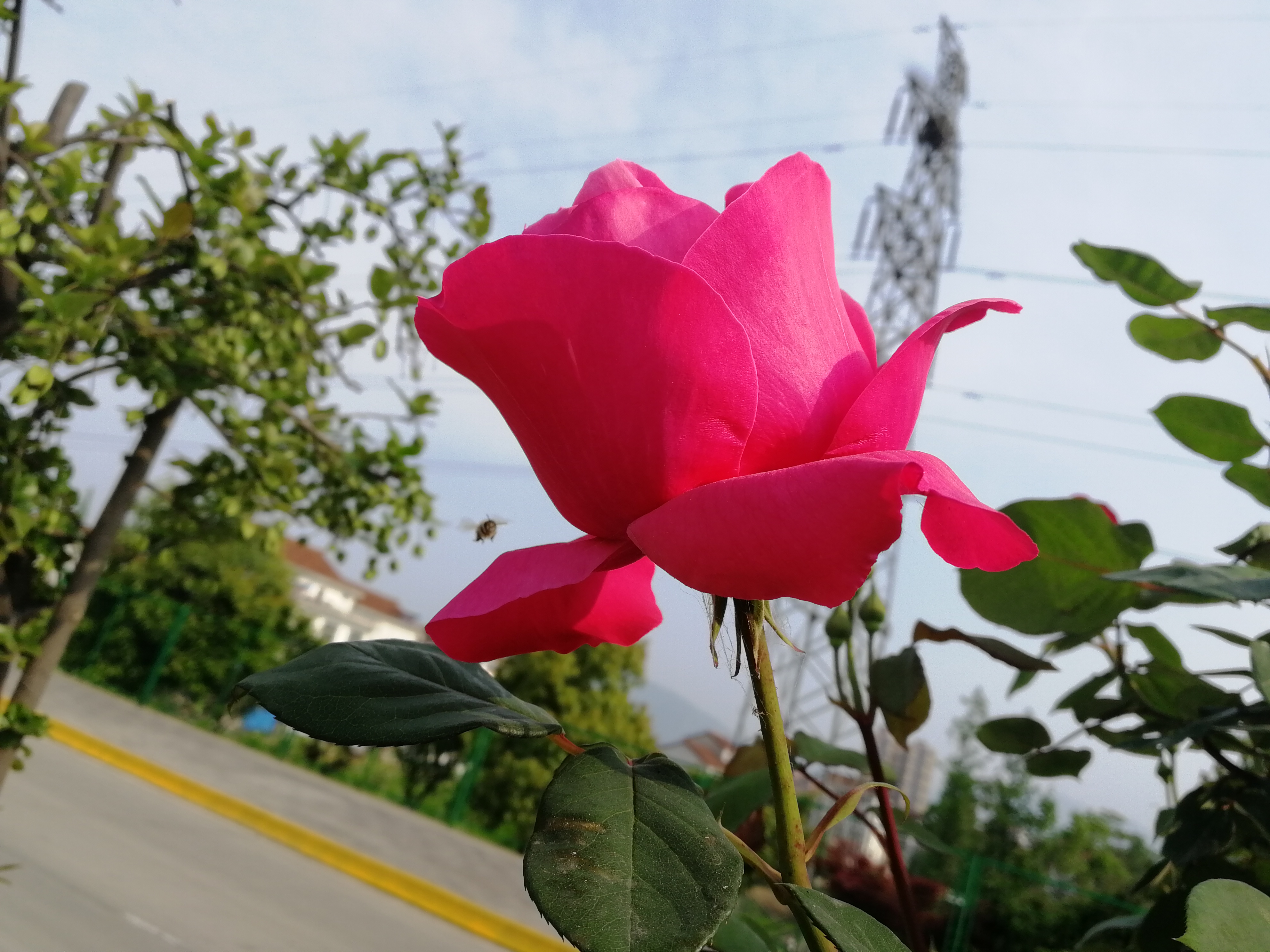 【美丽汉钢】赏高杆月季,来美丽汉钢 【美丽汉钢】赏高杆月季,来美丽汉钢