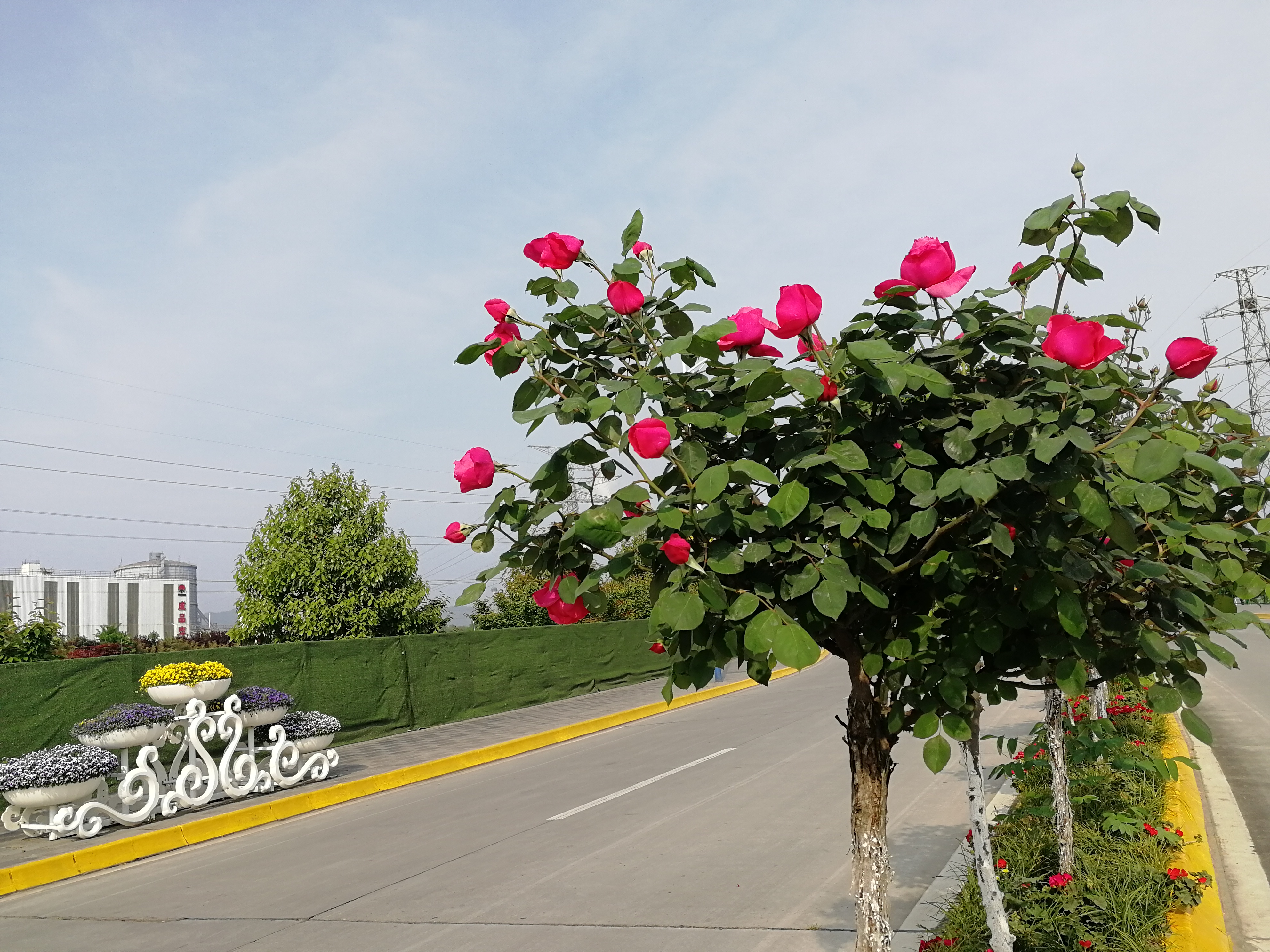 【美丽汉钢】赏高杆月季,来美丽汉钢 【美丽汉钢】赏高杆月季,来美丽汉钢