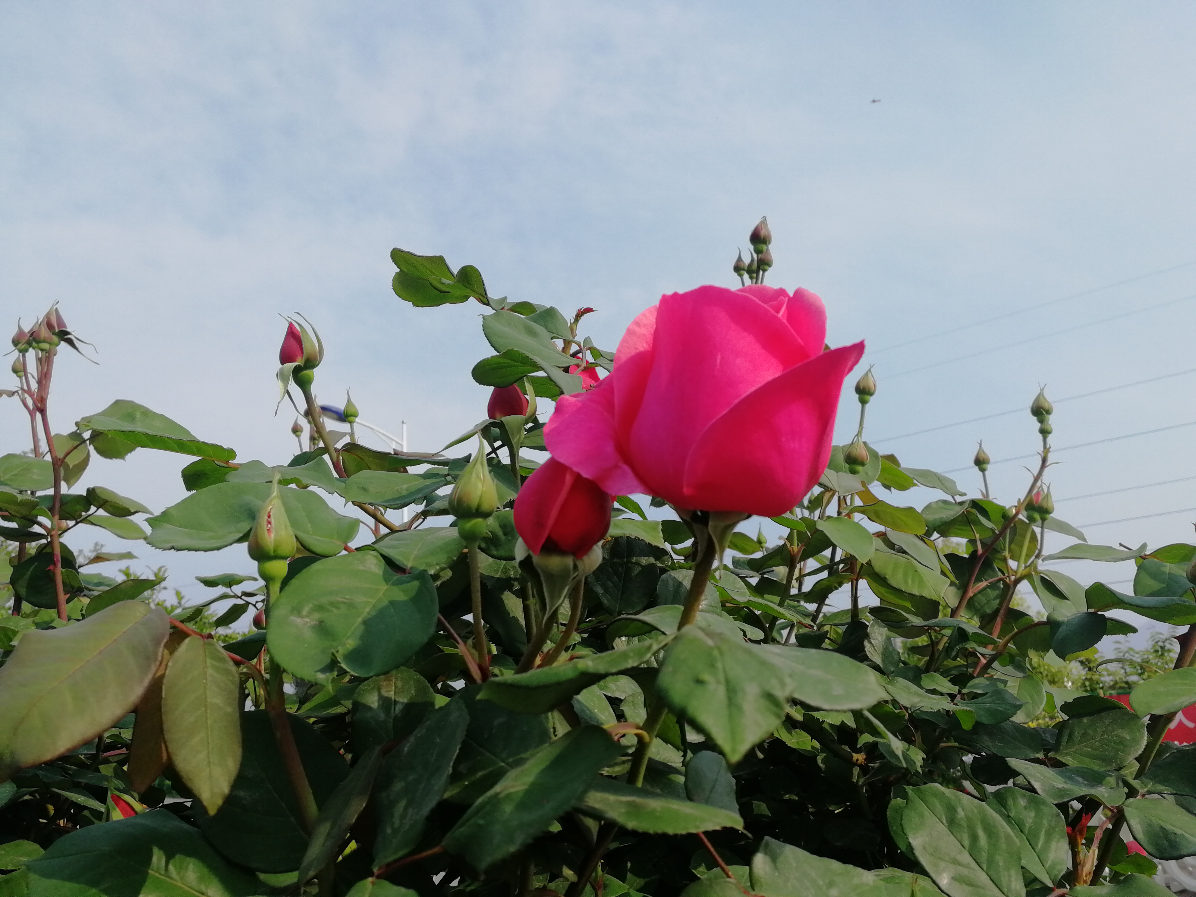 【美丽汉钢】赏高杆月季，来美丽汉钢