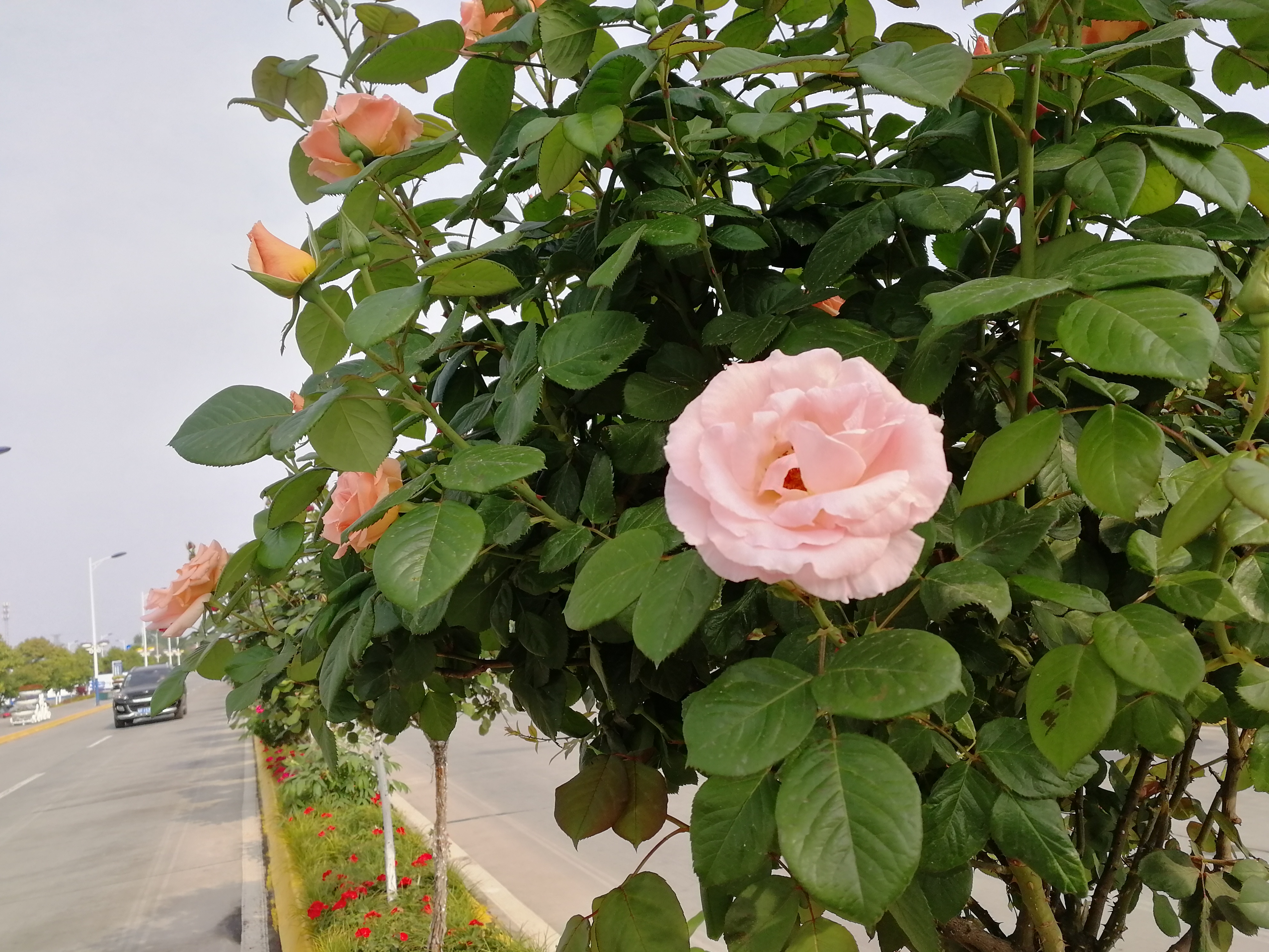 【美丽汉钢】赏高杆月季,来美丽汉钢 【美丽汉钢】赏高杆月季,来美丽汉钢