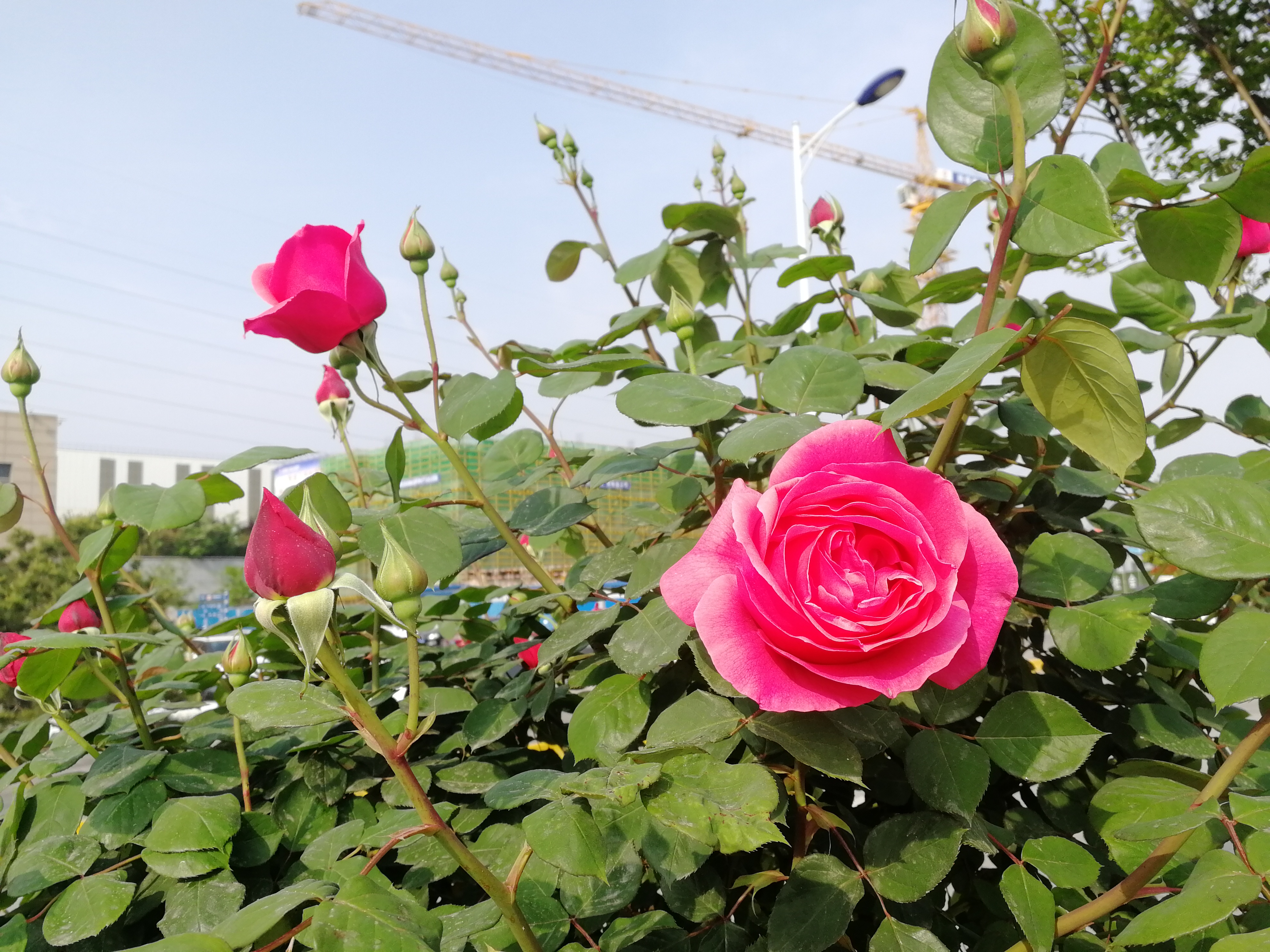 【美丽汉钢】赏高杆月季，来美丽汉钢