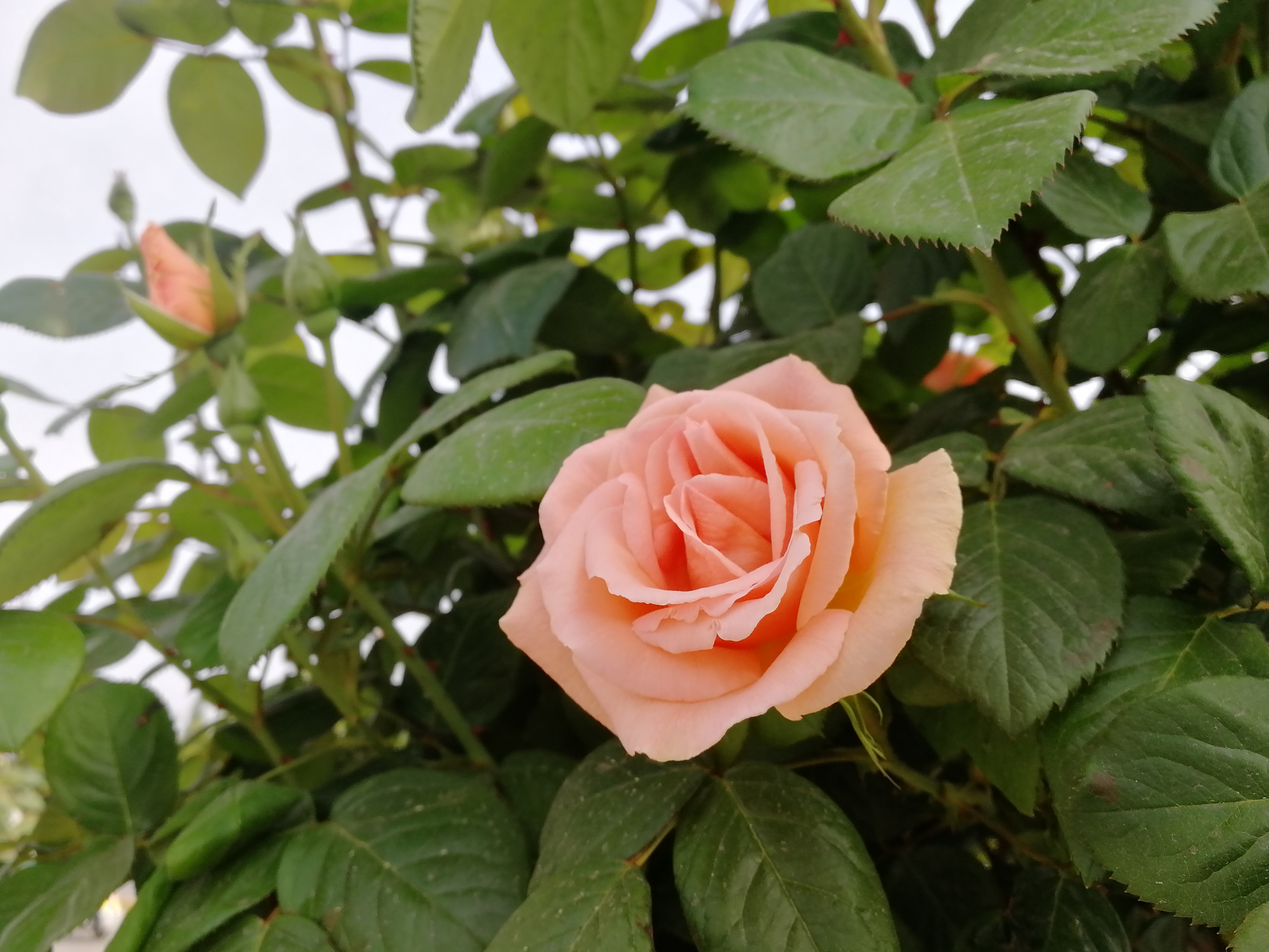 【美丽汉钢】赏高杆月季,来美丽汉钢 【美丽汉钢】赏高杆月季,来美丽汉钢