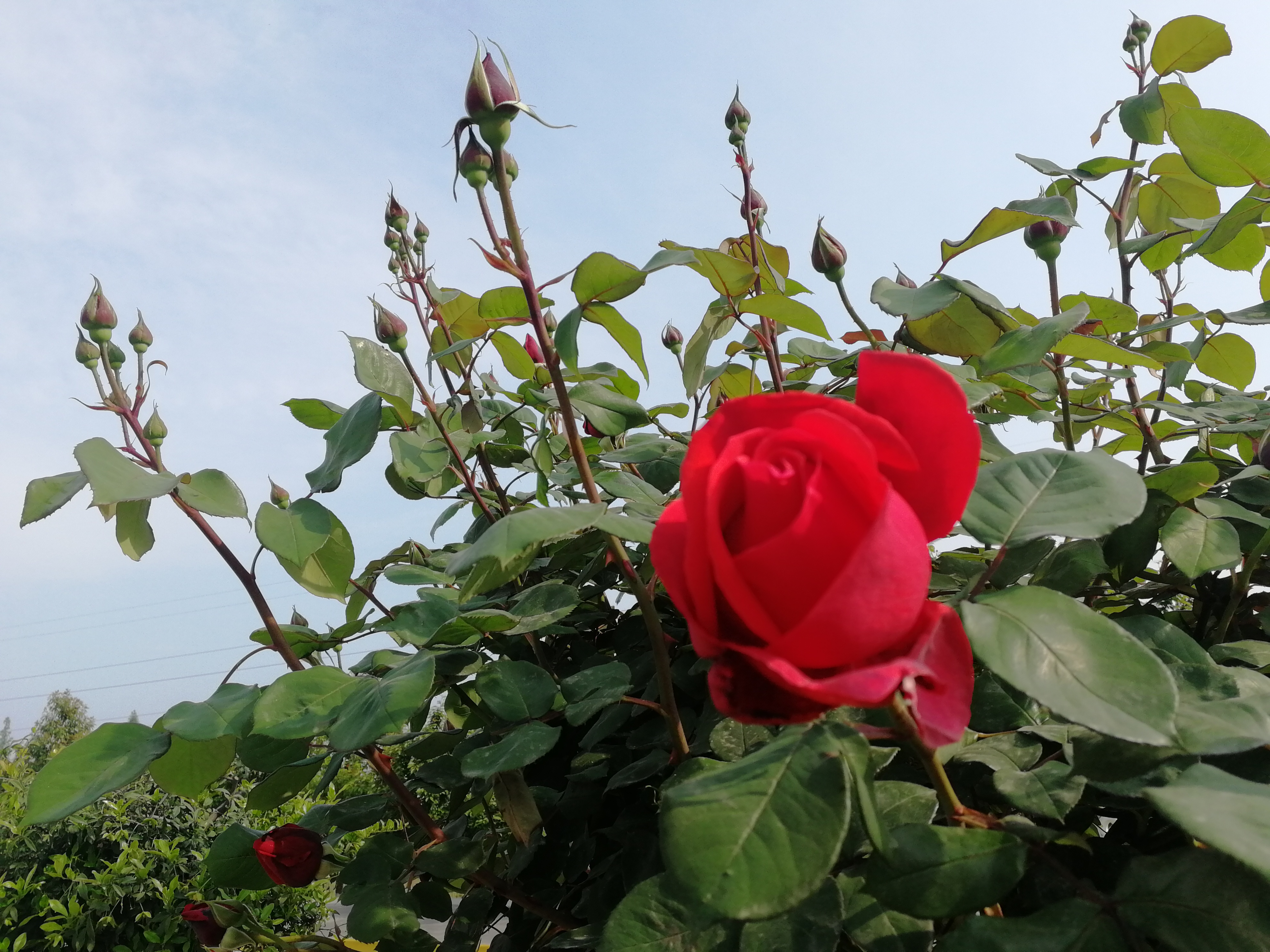 【美丽汉钢】赏高杆月季,来美丽汉钢 【美丽汉钢】赏高杆月季,来美丽汉钢