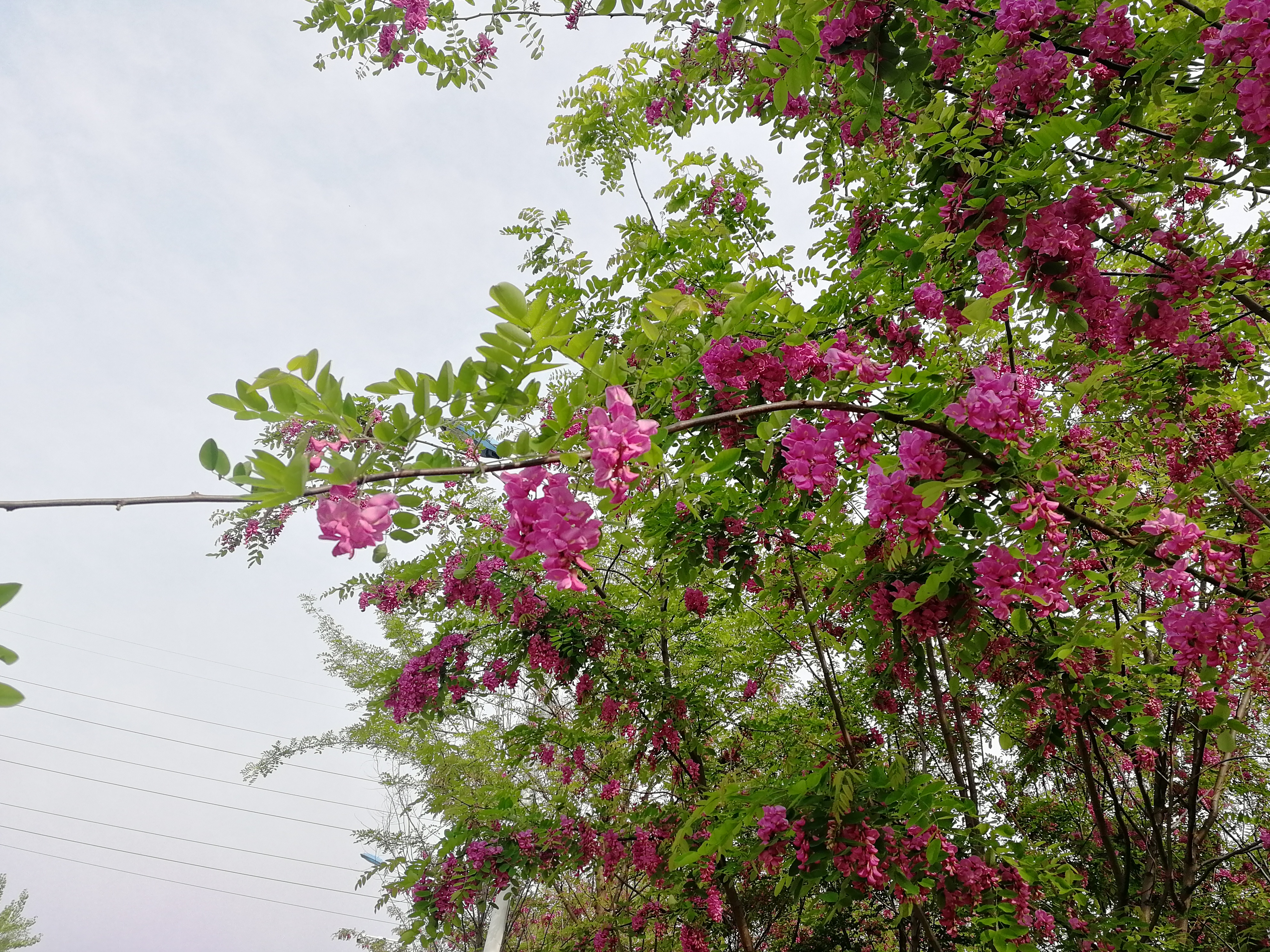 【美丽汉钢】赏高杆月季，来美丽汉钢