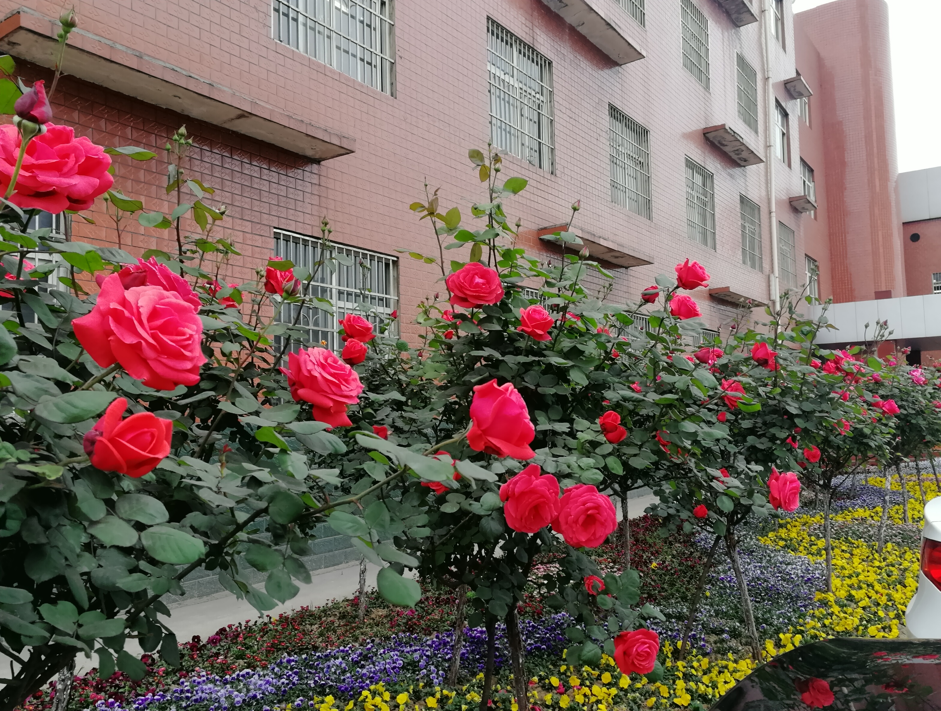 【美丽汉钢】赏高杆月季，来美丽汉钢