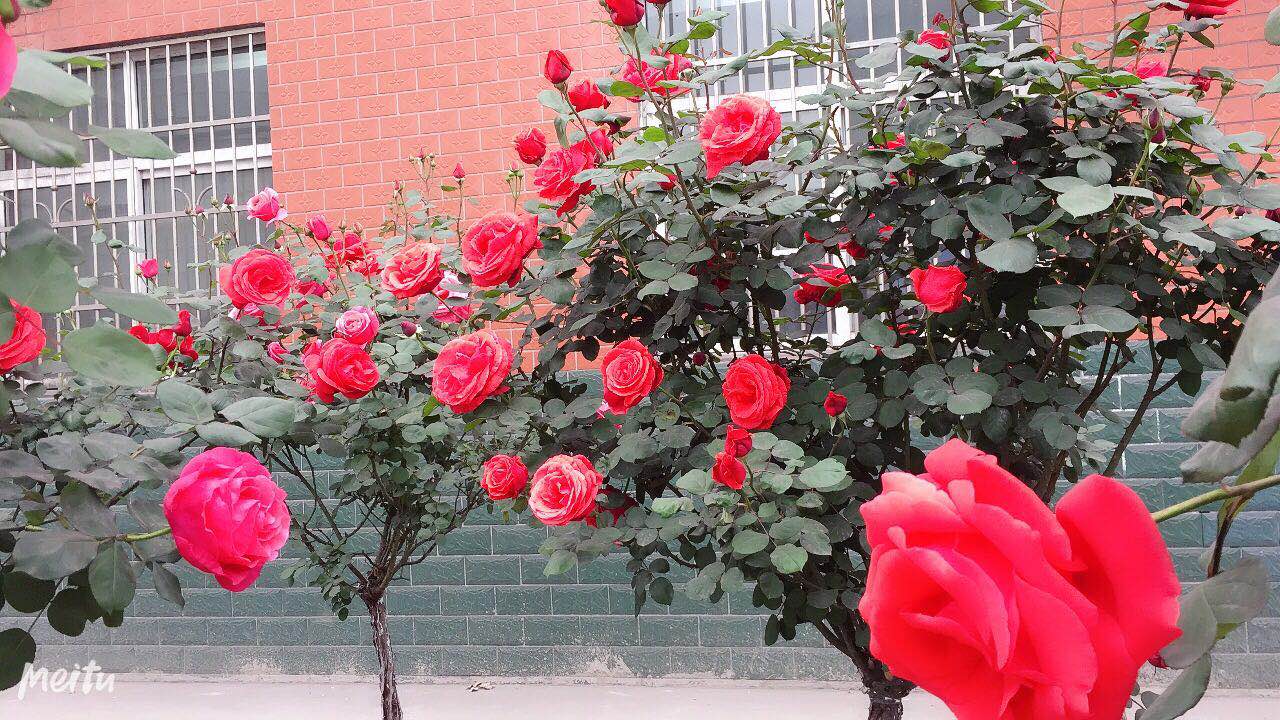 【钢城文苑】盛放月季 闪耀钢城 【钢城文苑】盛放月季 闪耀钢城