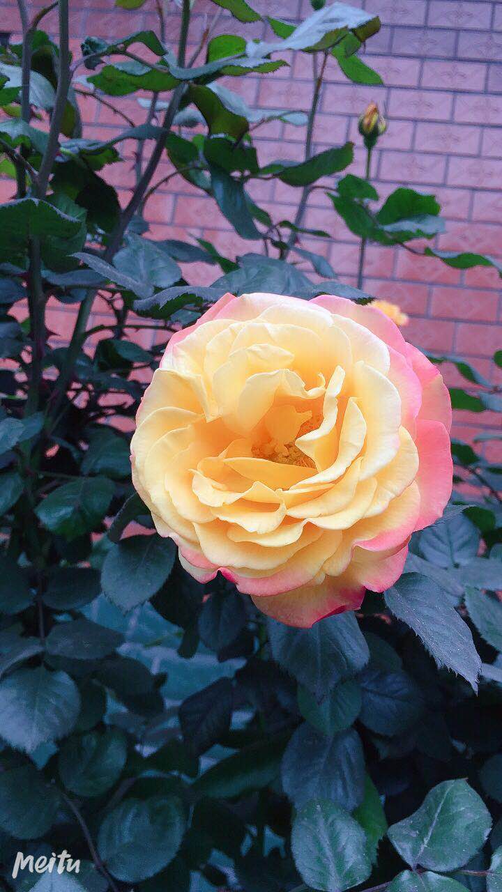 【钢城文苑】盛放月季 闪耀钢城 【钢城文苑】盛放月季 闪耀钢城