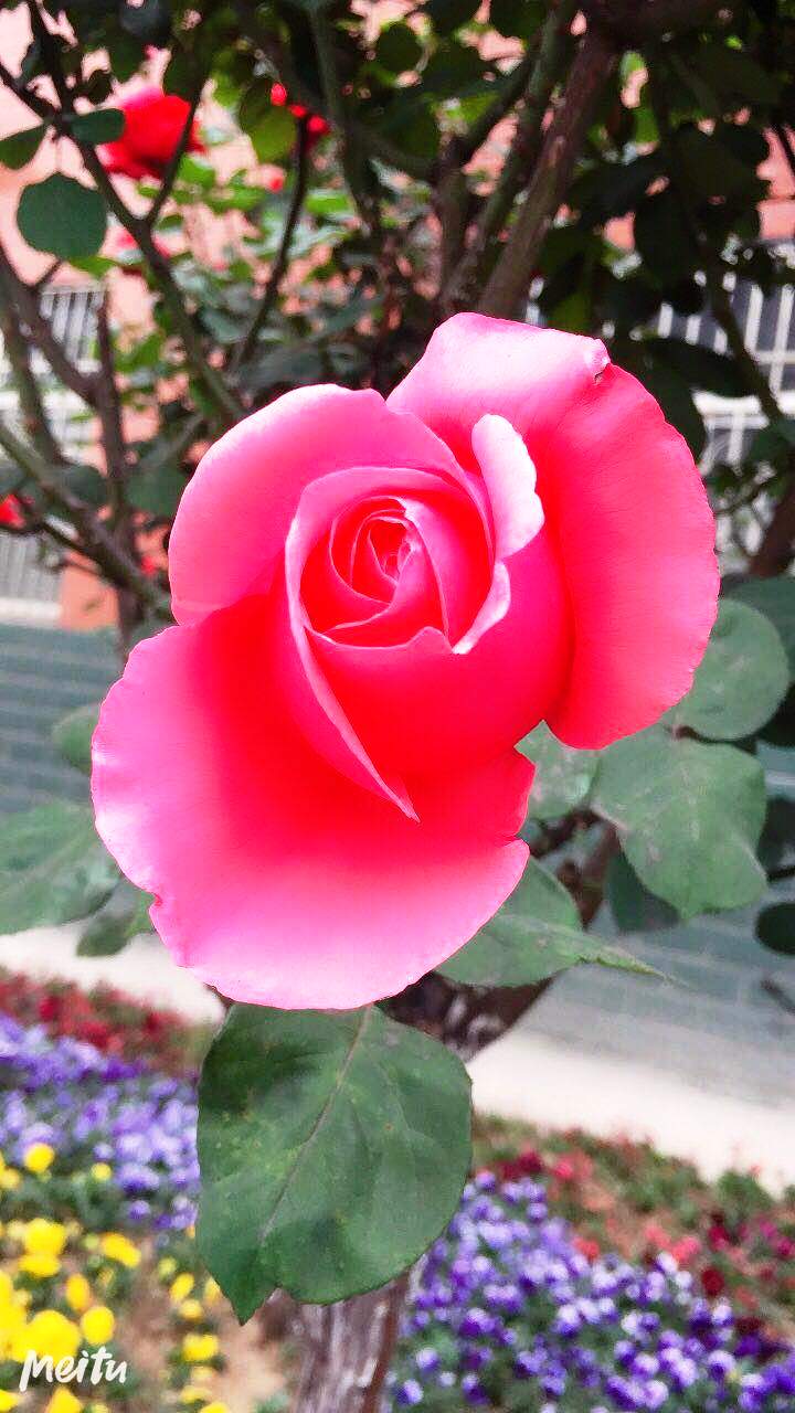 【钢城文苑】盛放月季 闪耀钢城 【钢城文苑】盛放月季 闪耀钢城